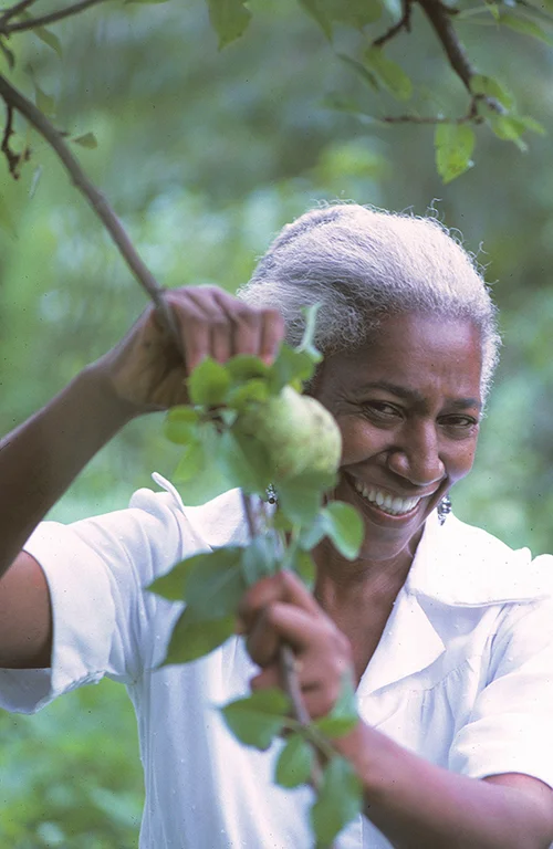 Edna with pears in the the orchard, 1971. On the site of the Freetown community, across the street from her sister Jennie’s home.
