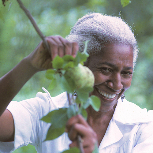 Edna+Lewis,+Orchard+in+Freetown+Community,+Orange+County,+Virginia-sq.jpg