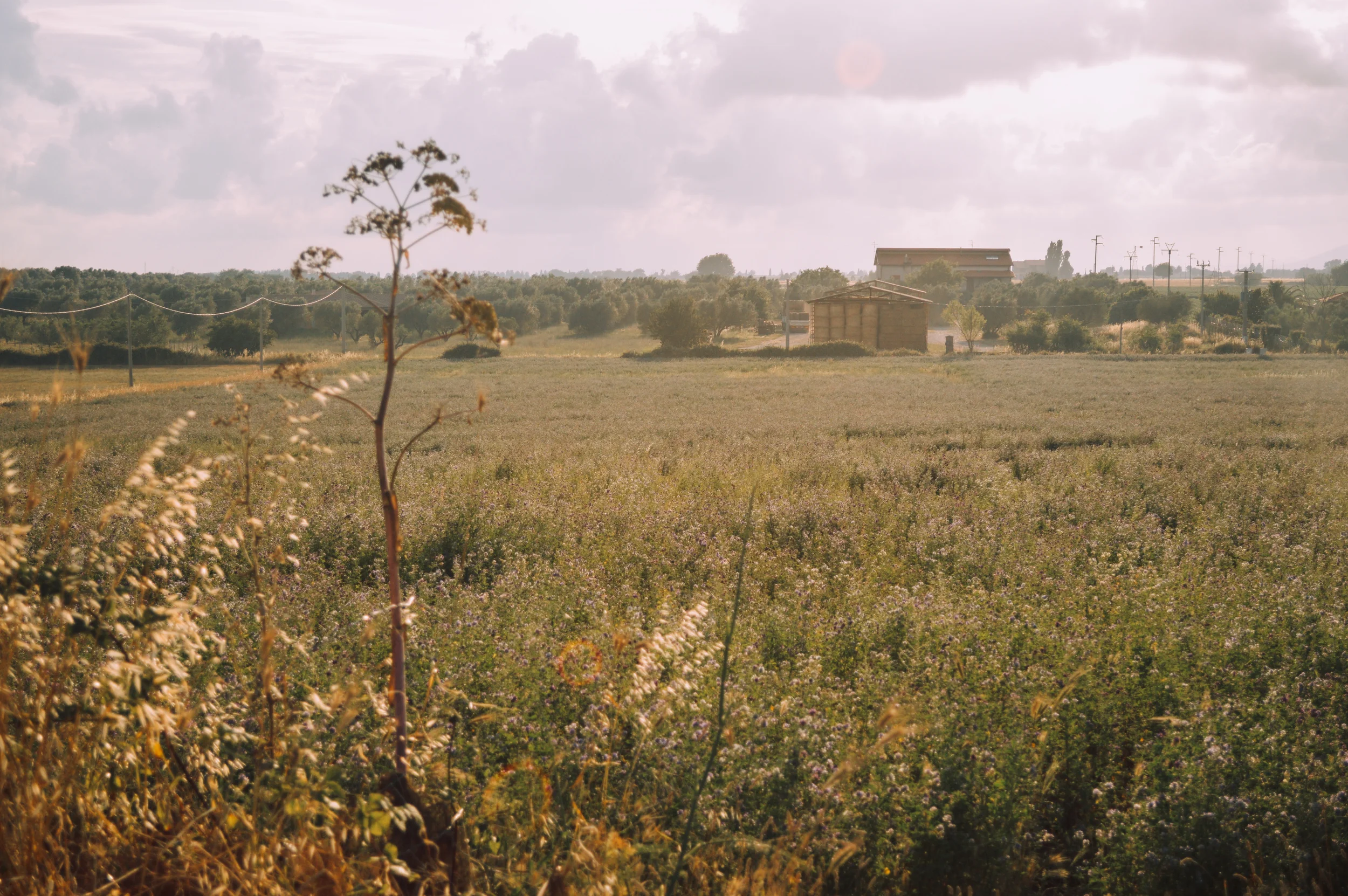 DSC_0528.jpg