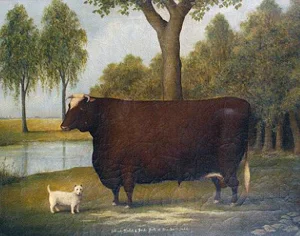 0-prize-bull.jpg