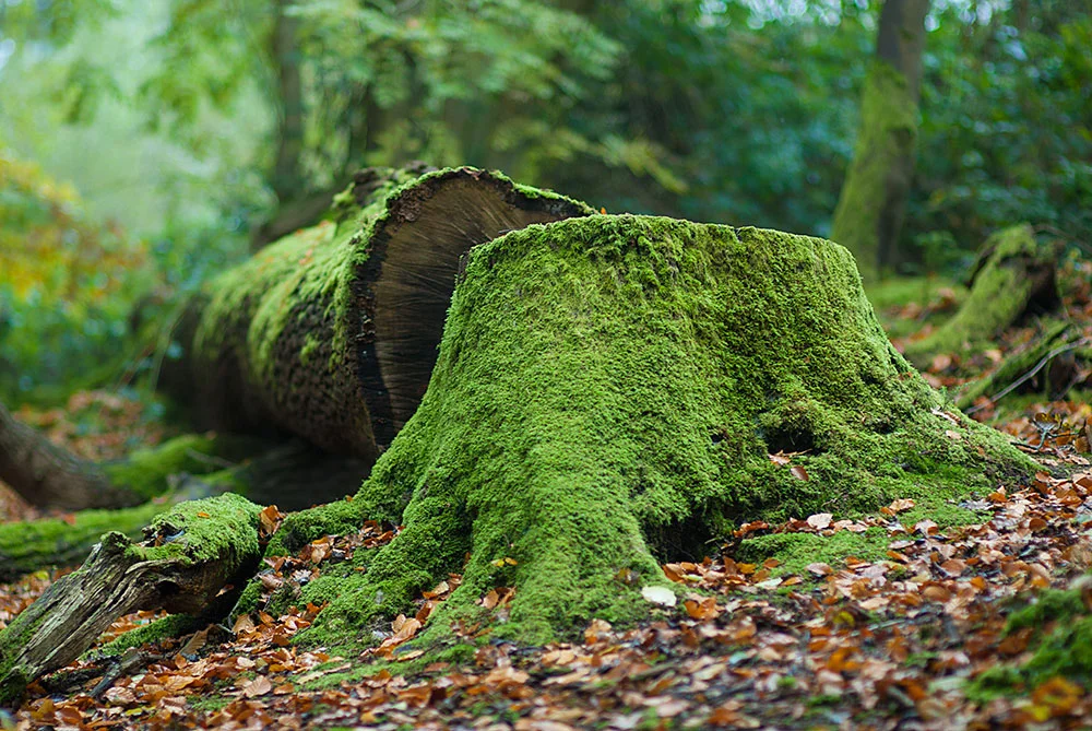 tree-stumped.jpg