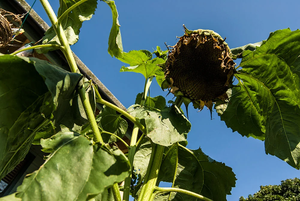 sunflowers-1.jpg