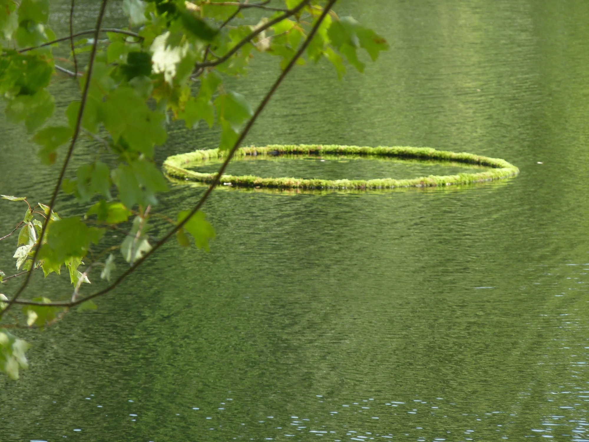 Moss ring with a tree.JPG