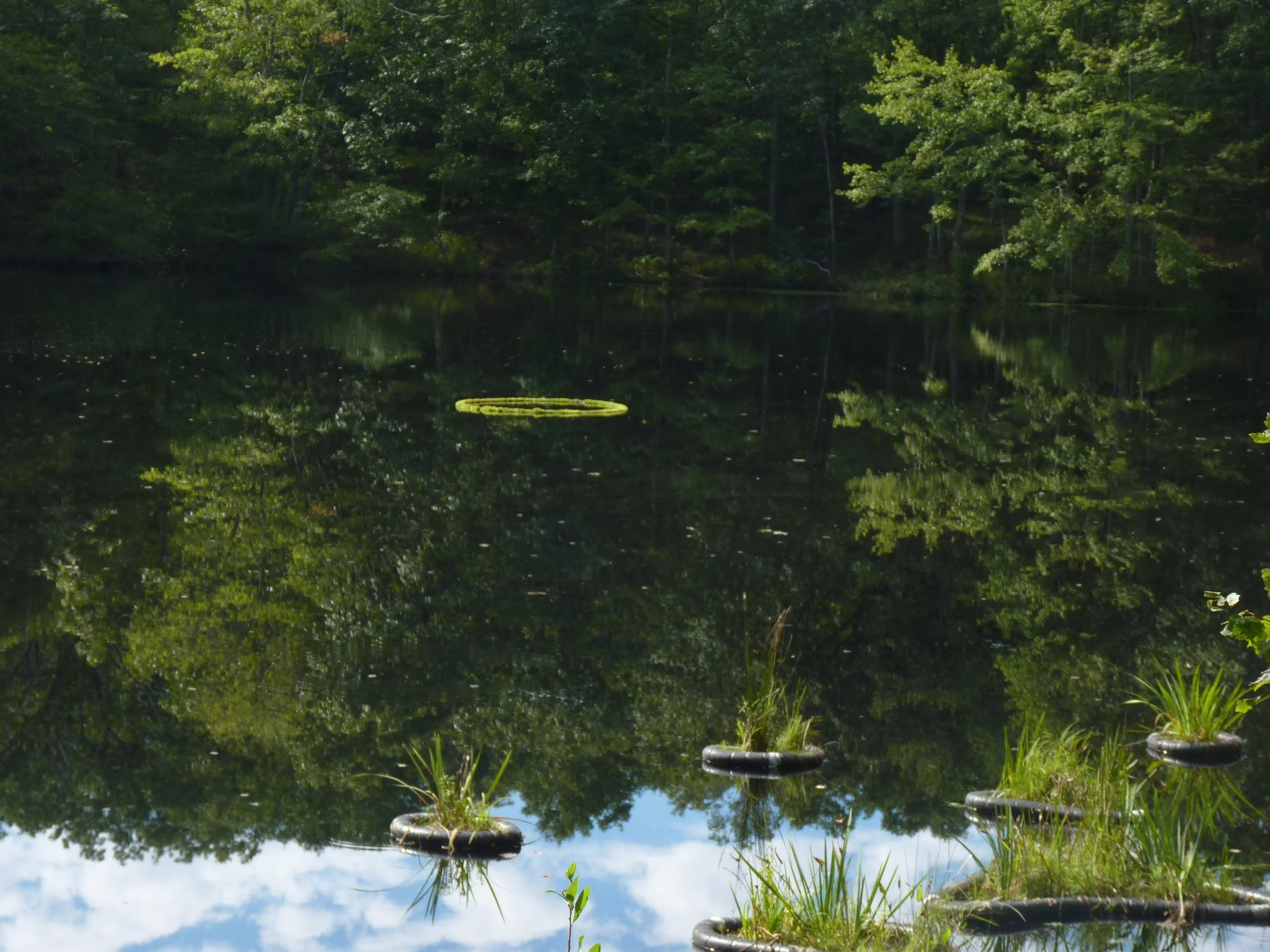 Moss ring with circles.JPG