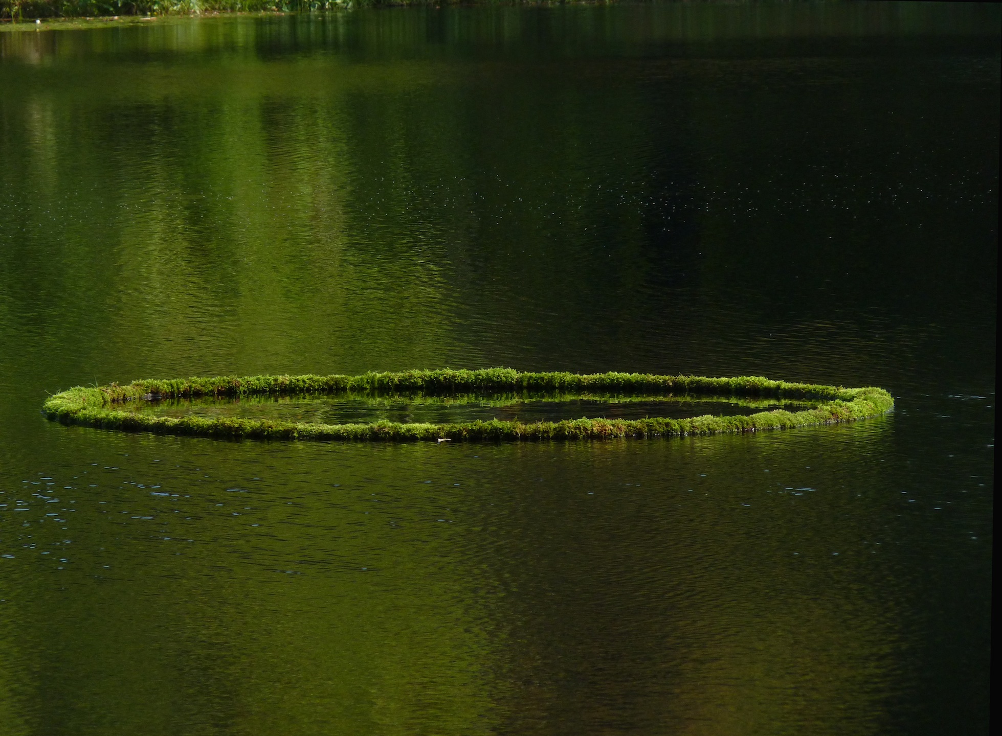 Moss ring green.JPG