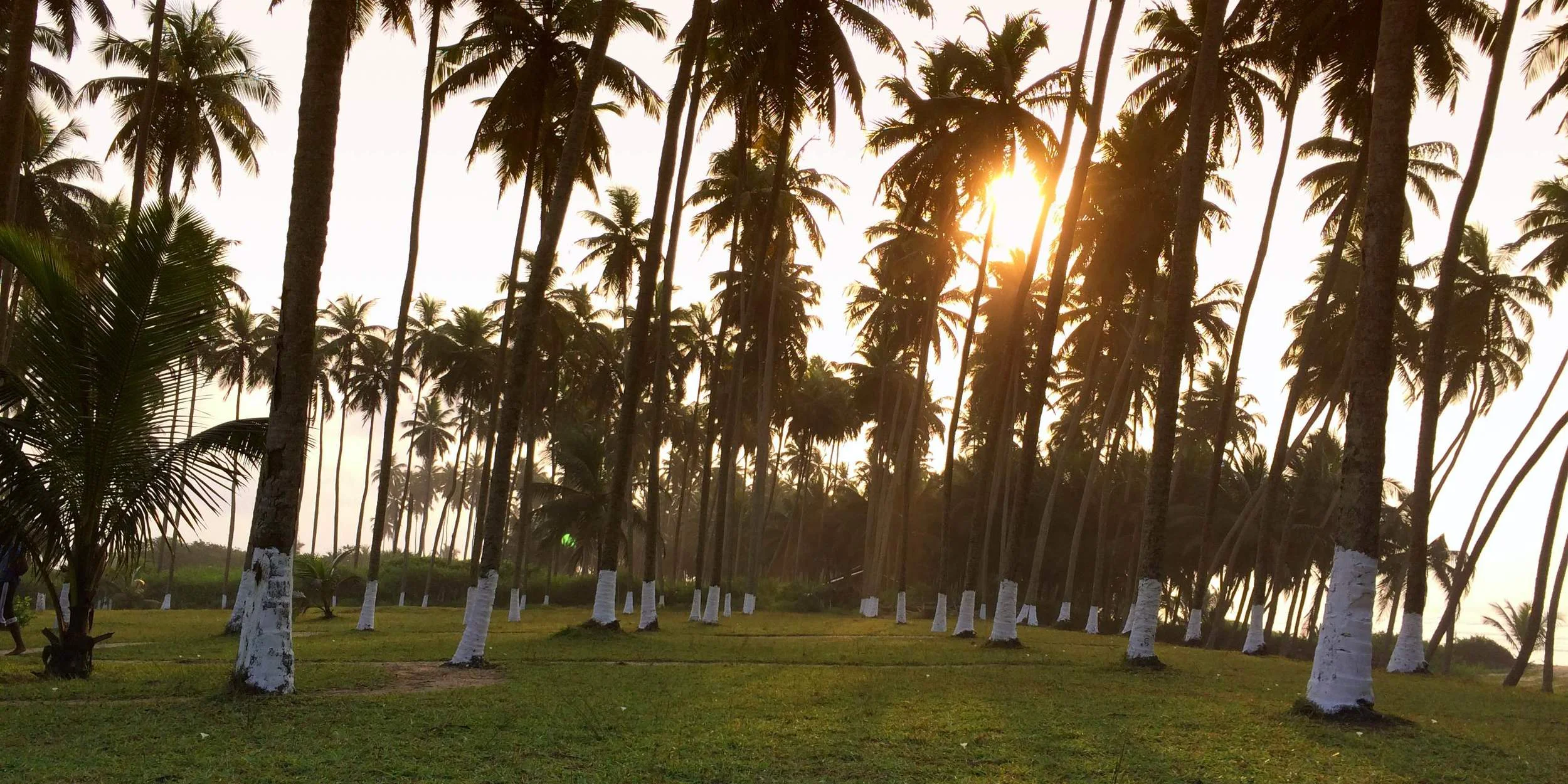 Sly Pic_Cape Coast Trees.JPG