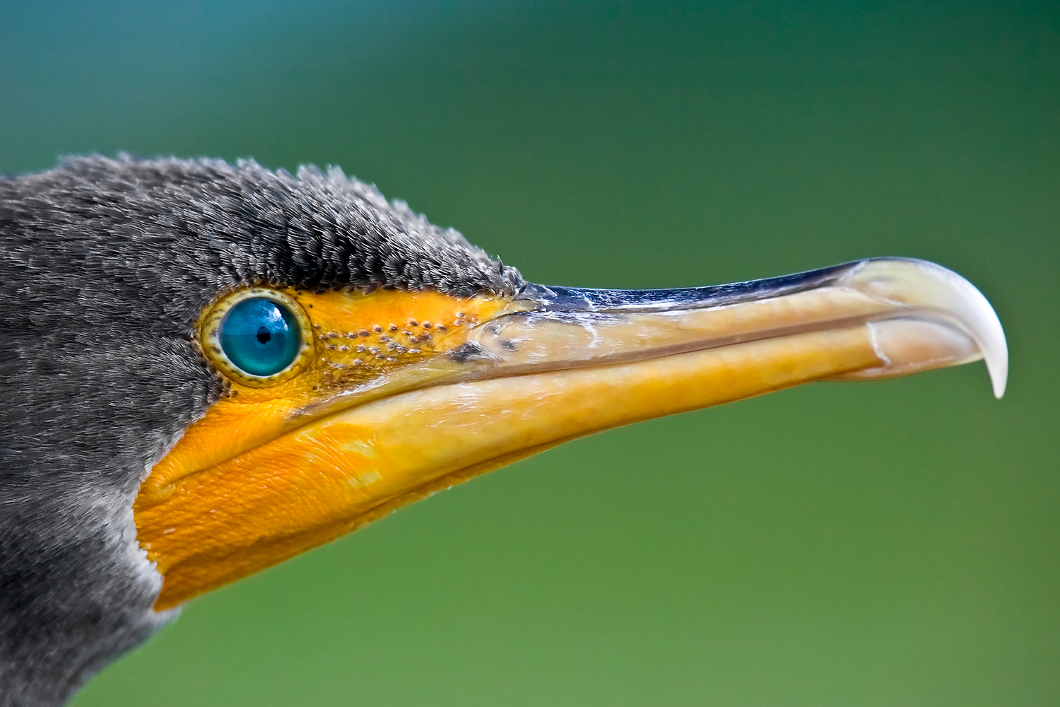 cormorant.jpg