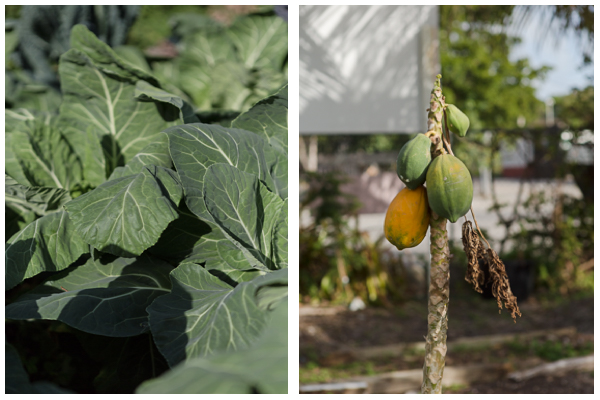Collards and a papaya tree continued to grow even after the destruction from Hurricane Irma. "It's amazing how resilient plants are".- Gary Feinberg