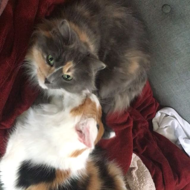 Bath time. 
#CatsOfInstagram #bestmeow #instacat #cat #catoftheday #pawpack #petsofinstagram #whiskers #mainecoon #mainecooncat #fluffy #topcatphoto #kitten #kitty #weeklyfluff #cutecatcrew #instacat #petstagram #gato #chat #kato #pussycat #meow #meo