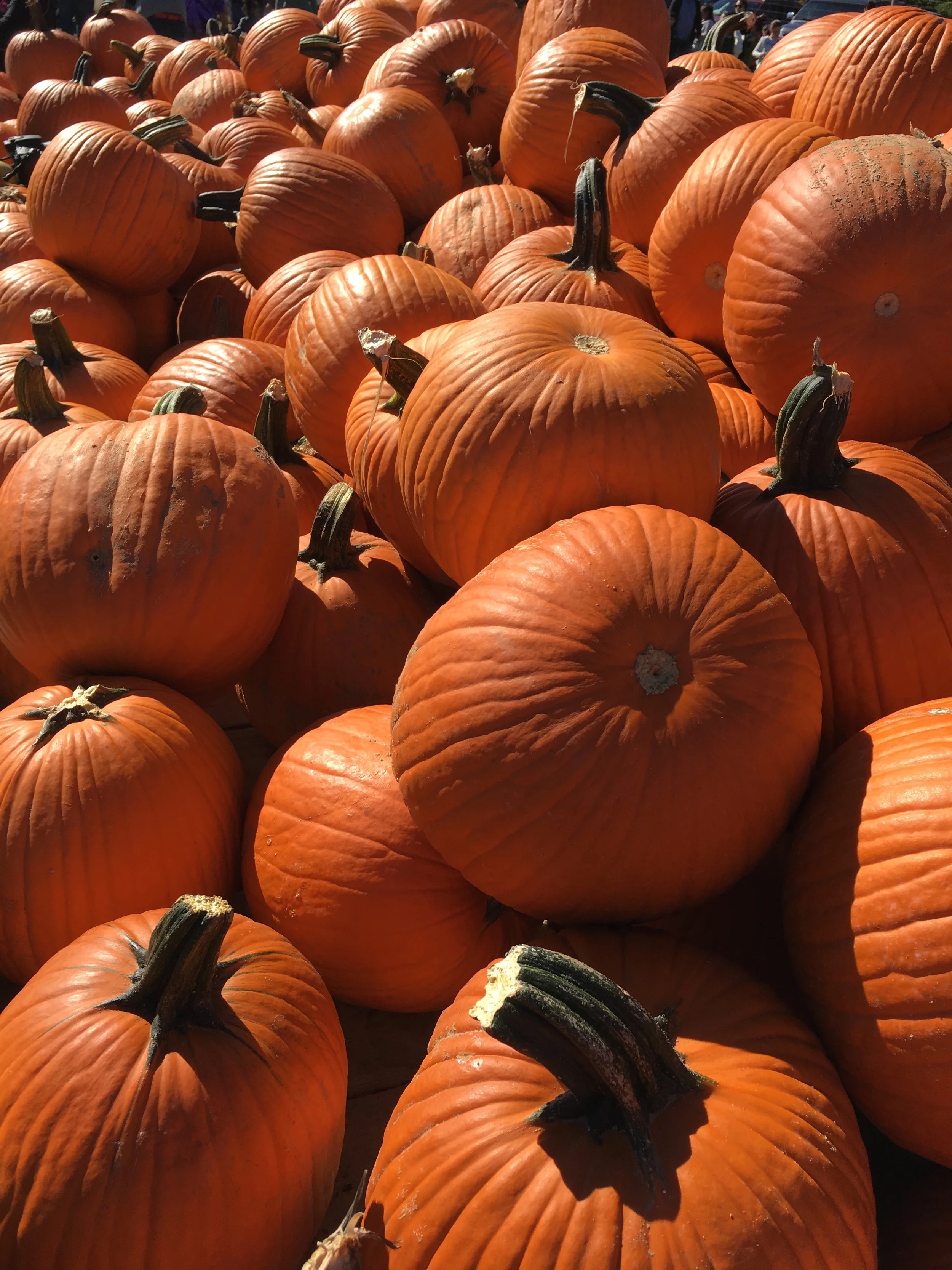 THE BEST SPOTS TO PICK APPLES AND PUMPKINS IN WESTCHESTER, NY...