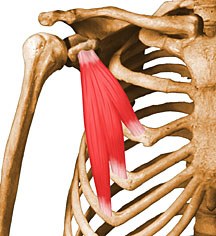 Pec minor