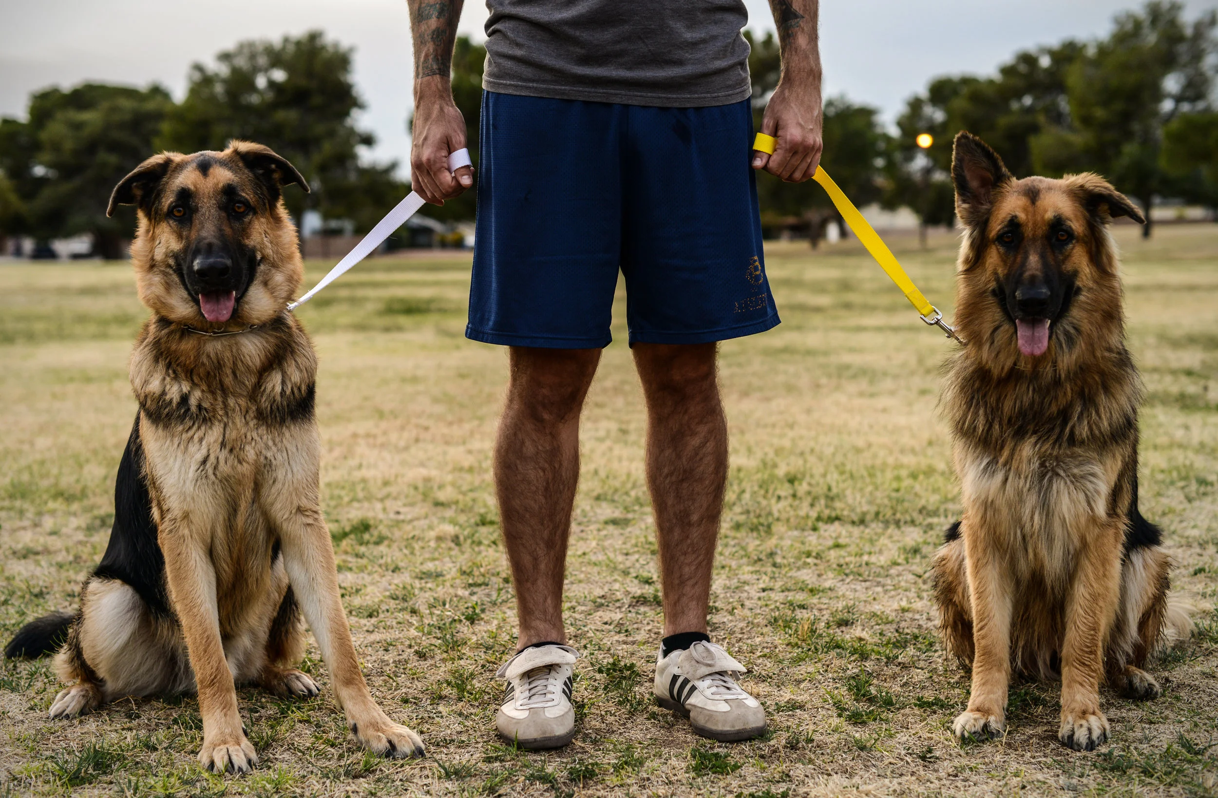 Trip Less Trainer makes it easy to control even the biggest, most challenging dogs.