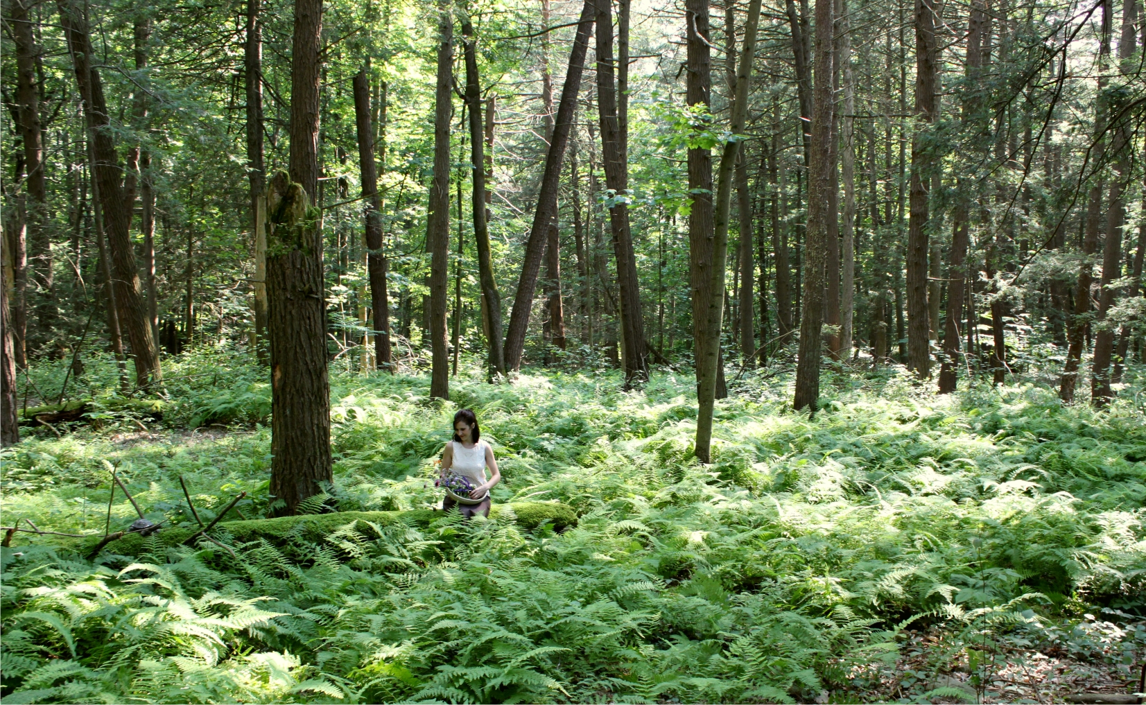 10-15 moss log.jpg