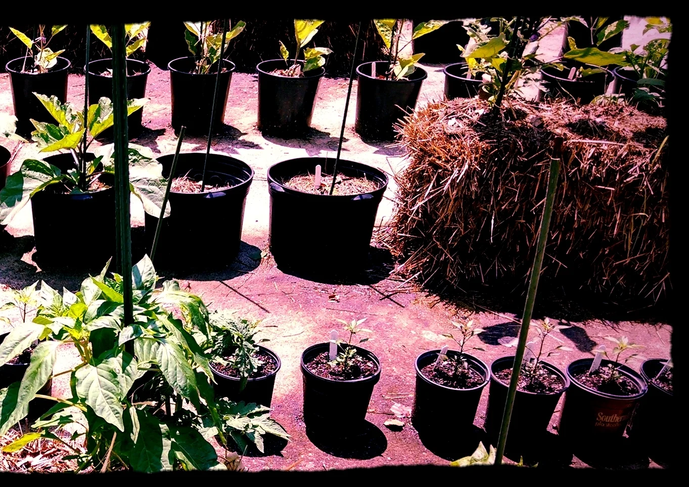 sweet peppers in bales mid season.jpg