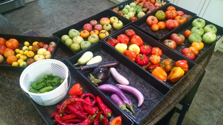 Oh, how we miss the oppression of the harvest....