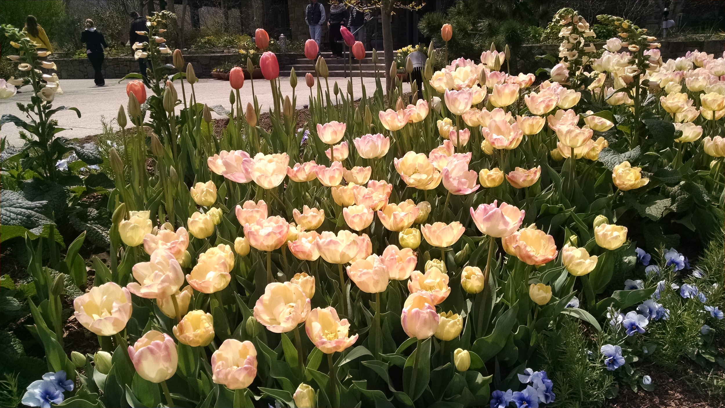Tulips and more at the NC Arboretum in Asheville