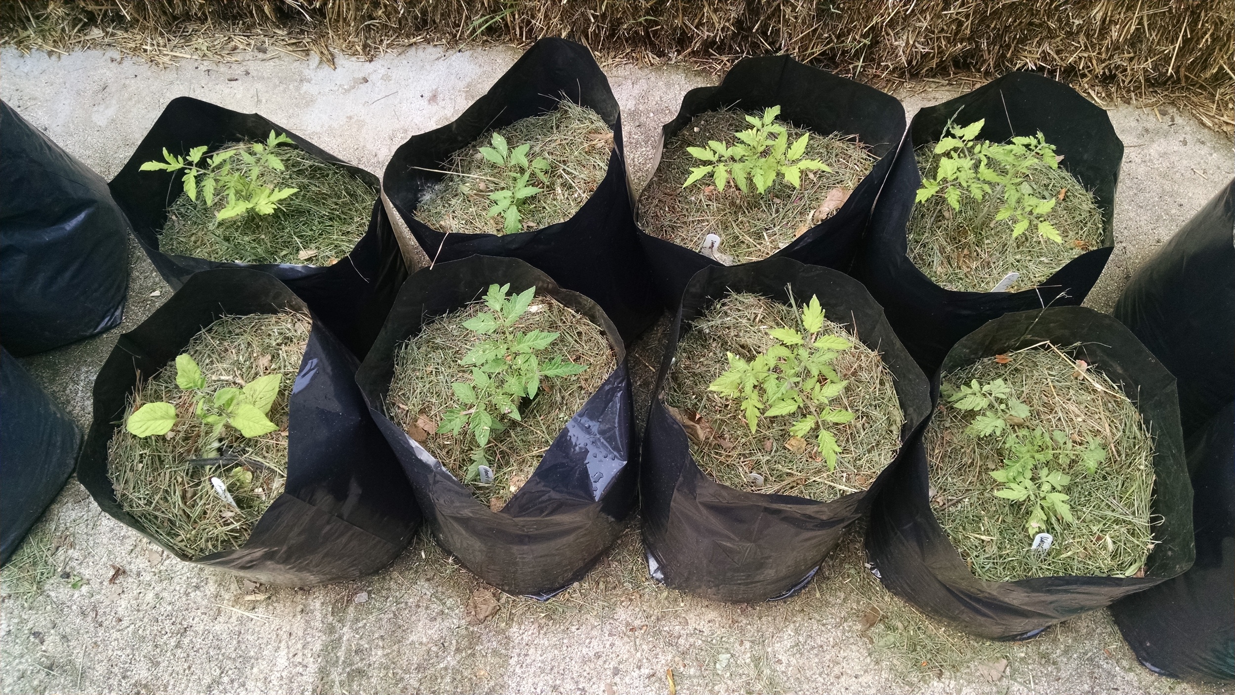 mulched grow bag tomatoes