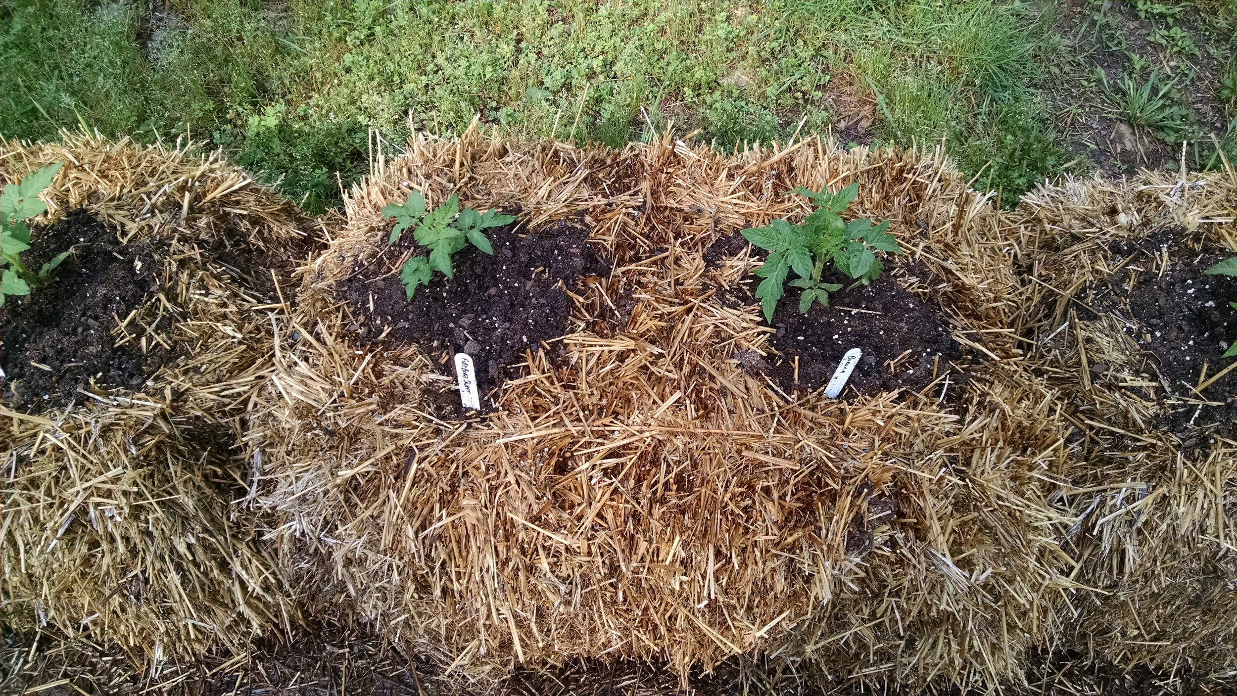 bale-grown Dwarf tomatoes adjusting quickly