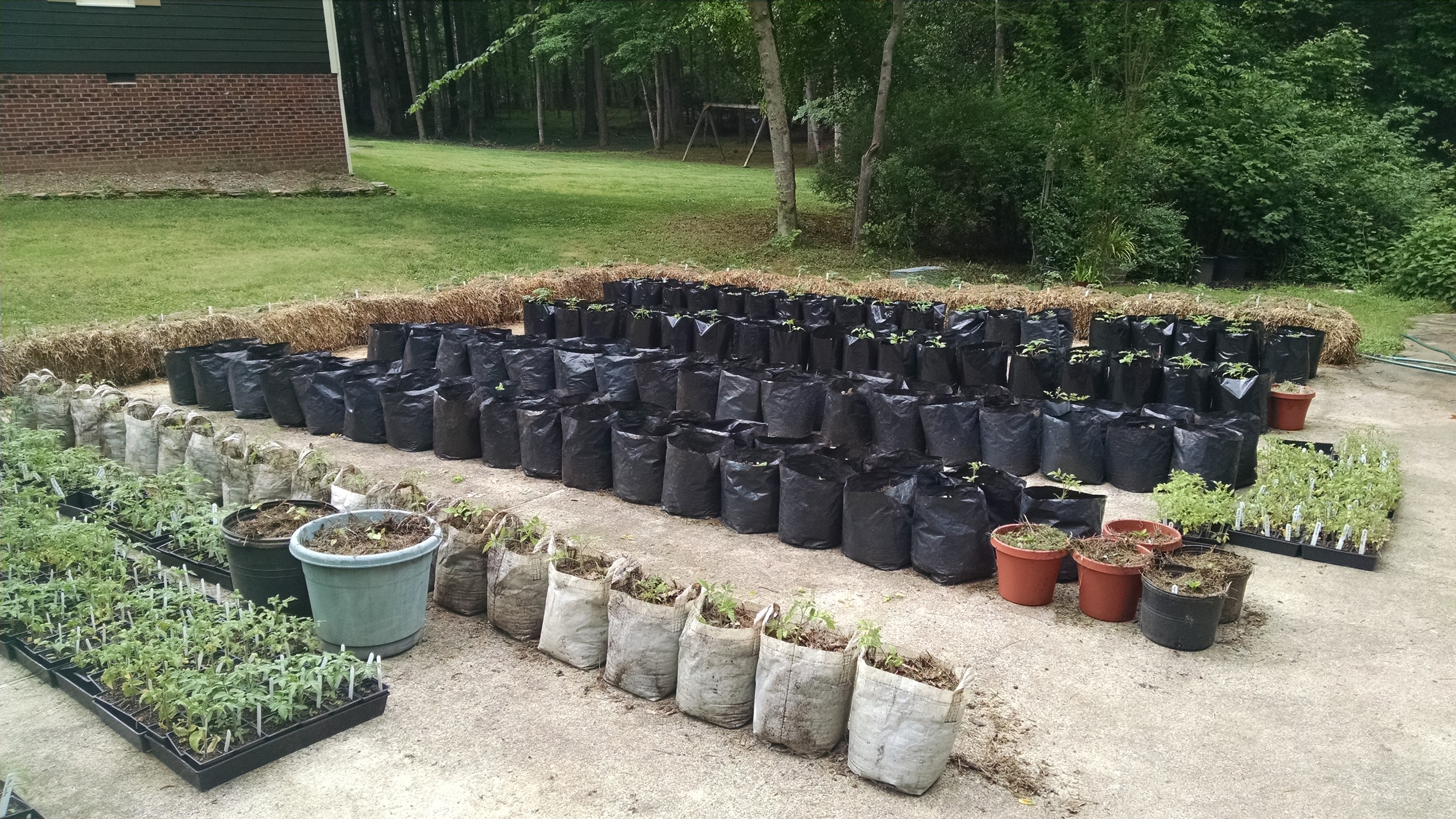Progress - the driveway garden after the mass planting