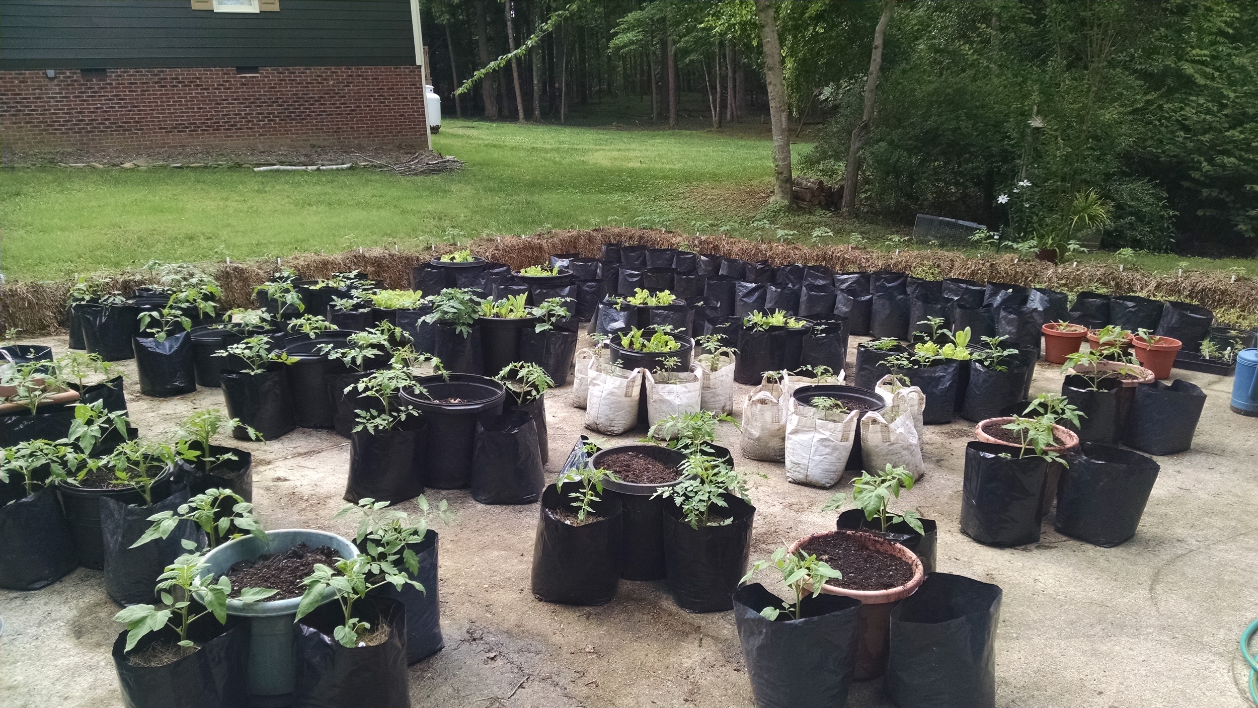 This is what the driveway garden looked like on May 21