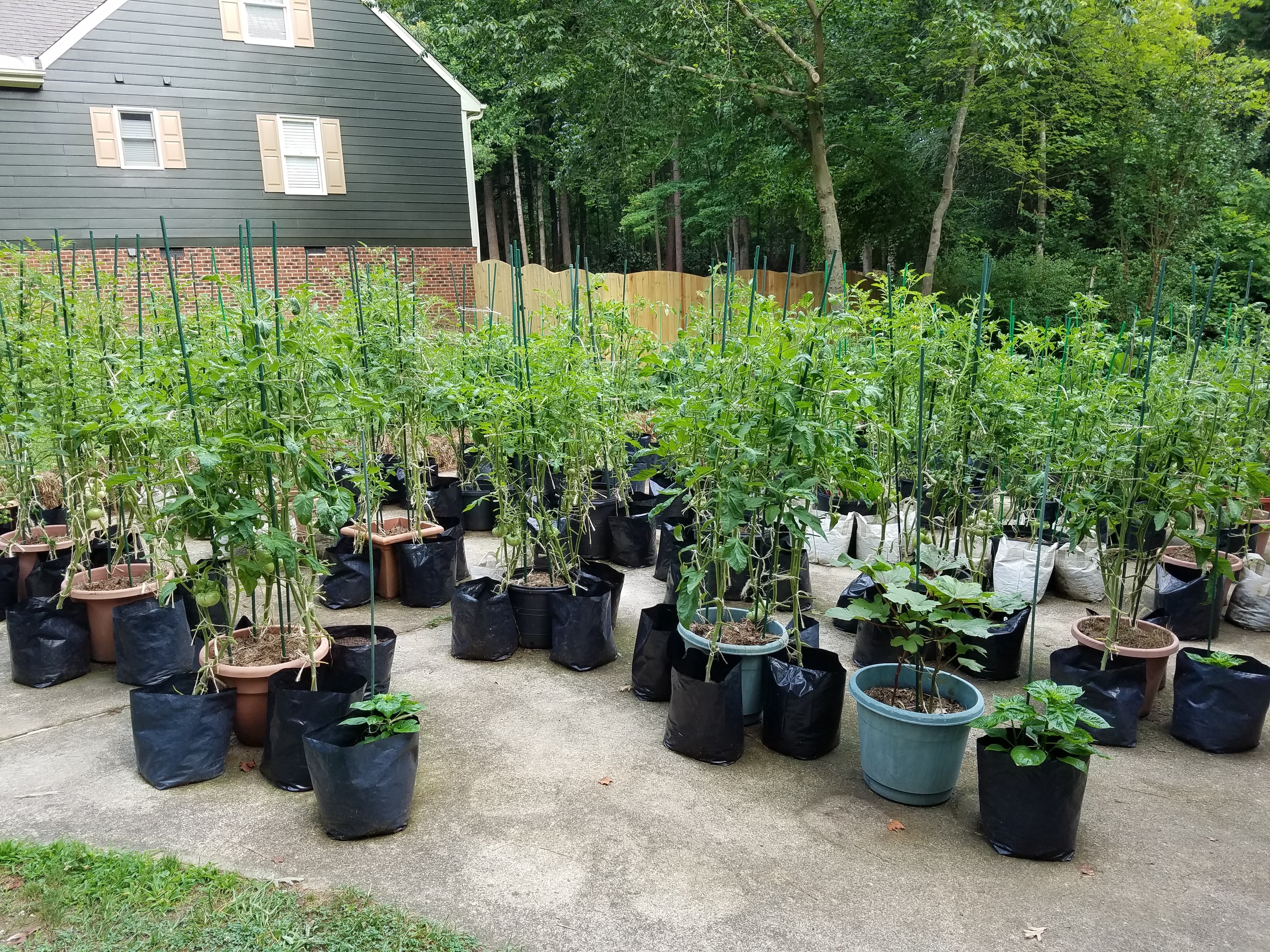 The Driveway Garden on June 27