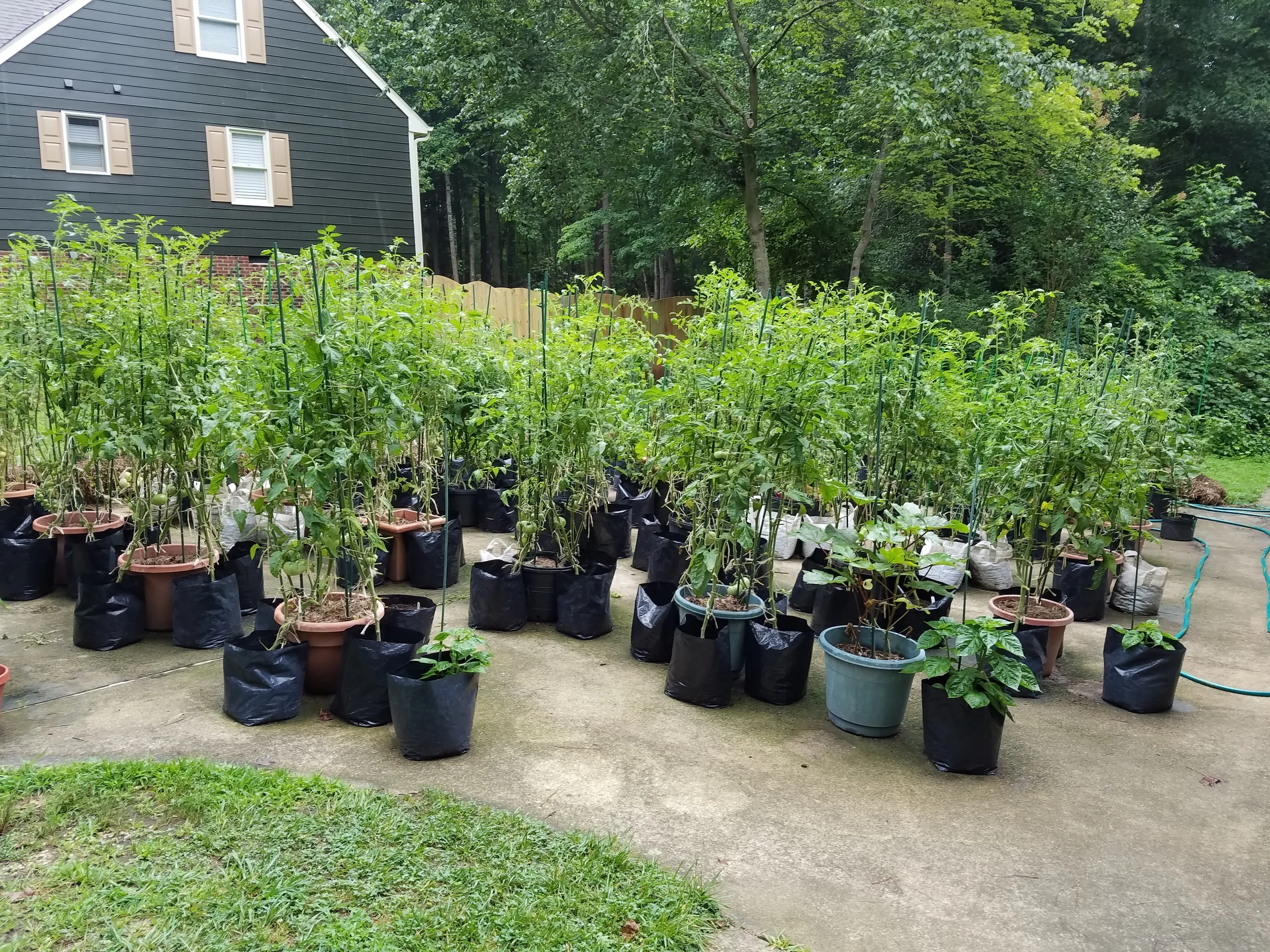 Garden July 4 2016