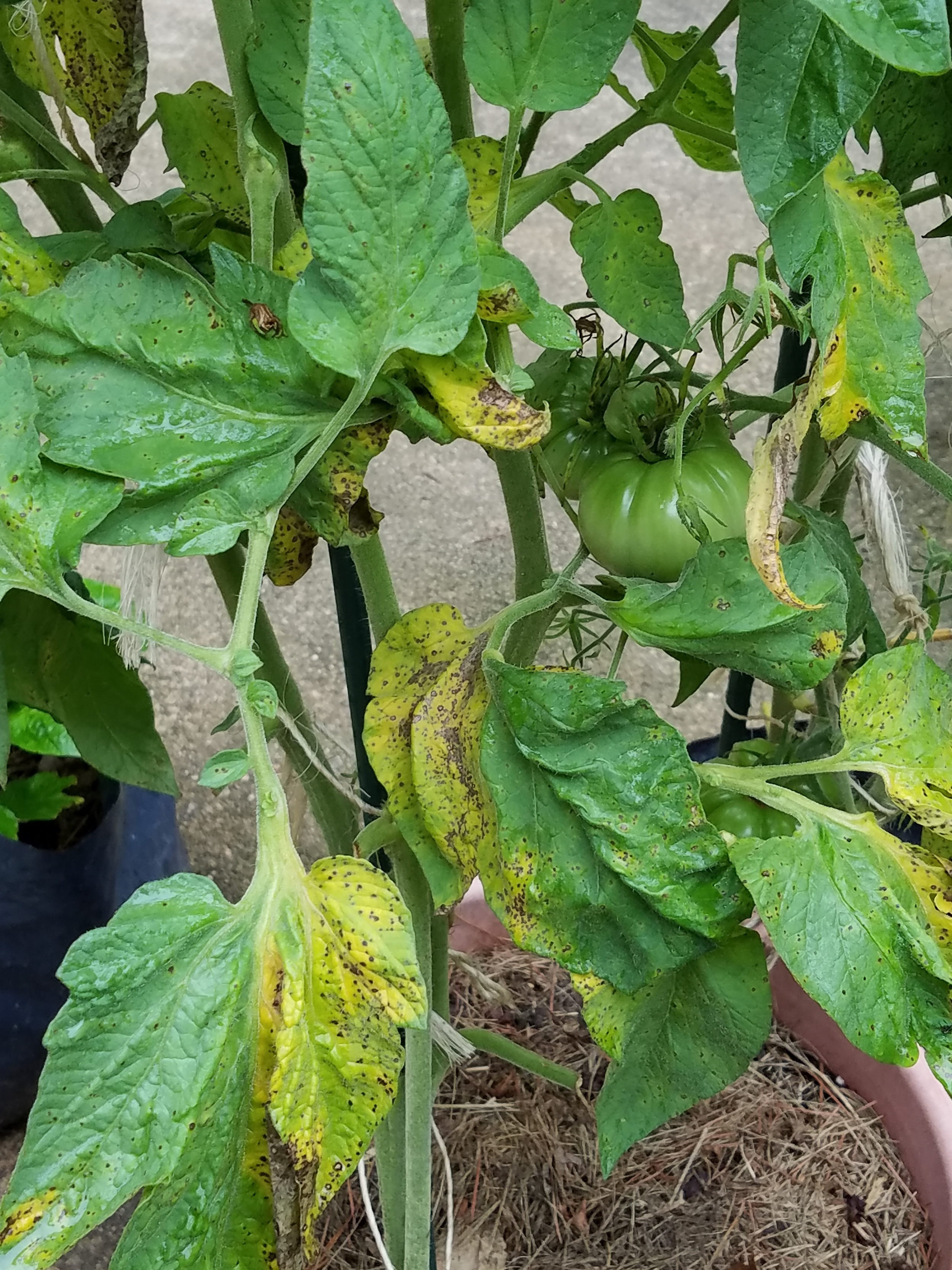 Foliage disease brought about by fungal infections - the focus of regular removal