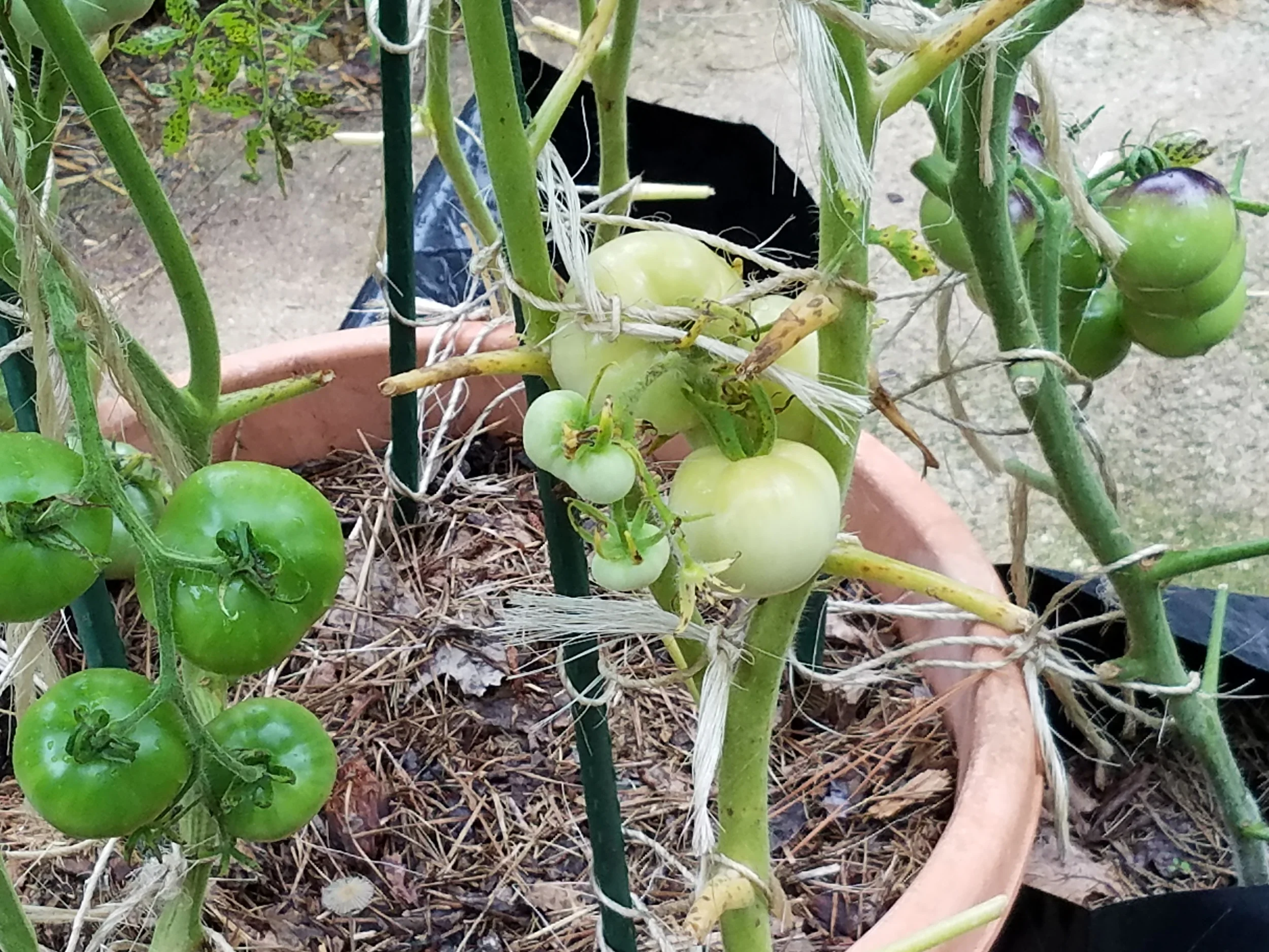 Patriotic tomatoes of the future - variegated (soon to turn red), Honor Bright (in its white phase), and Blue P20 (showing the high anthocyanin patches where the sun hits - more on that in a future blog)