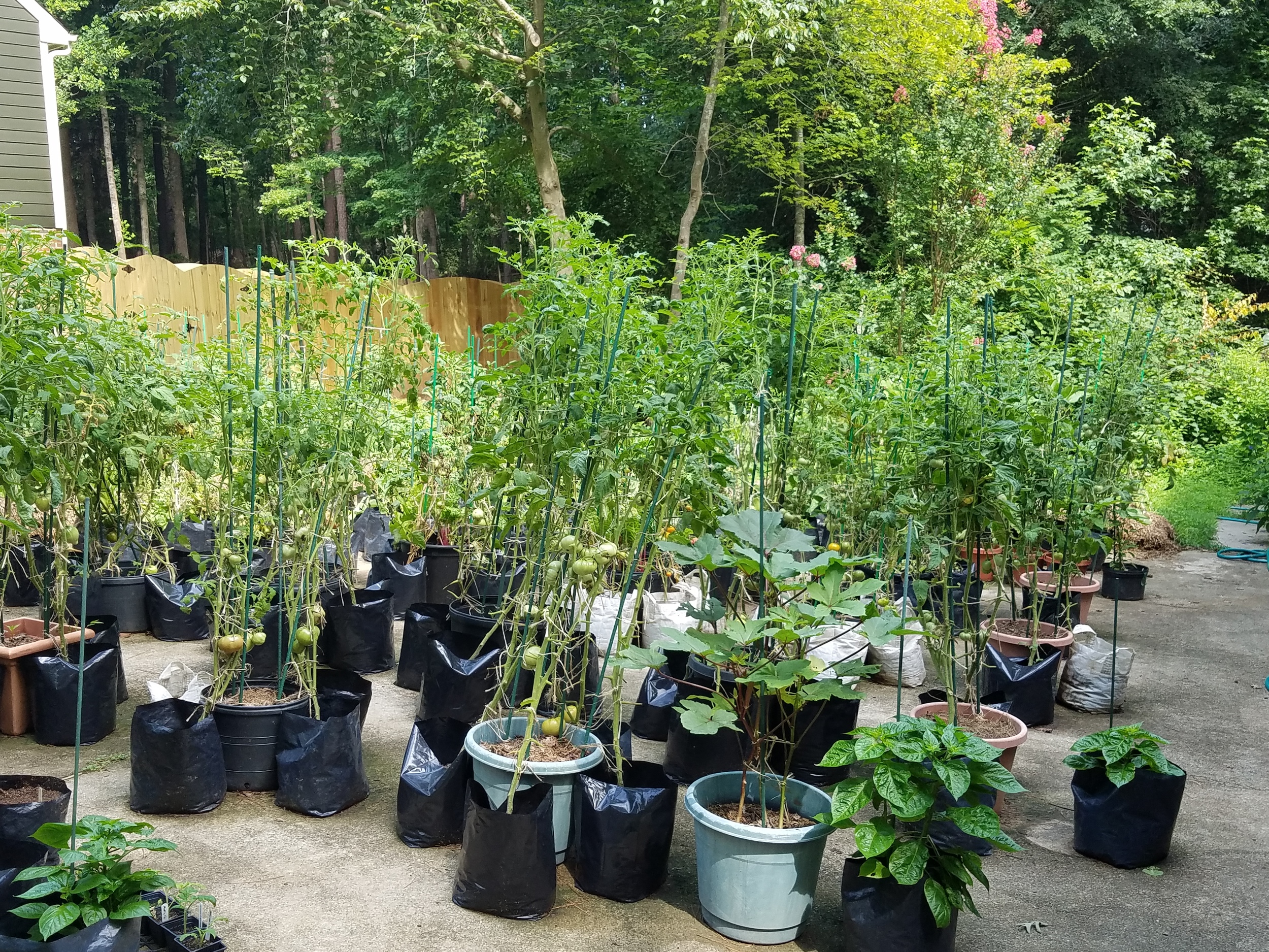 Driveway garden view July 11 - Overall, things are going well