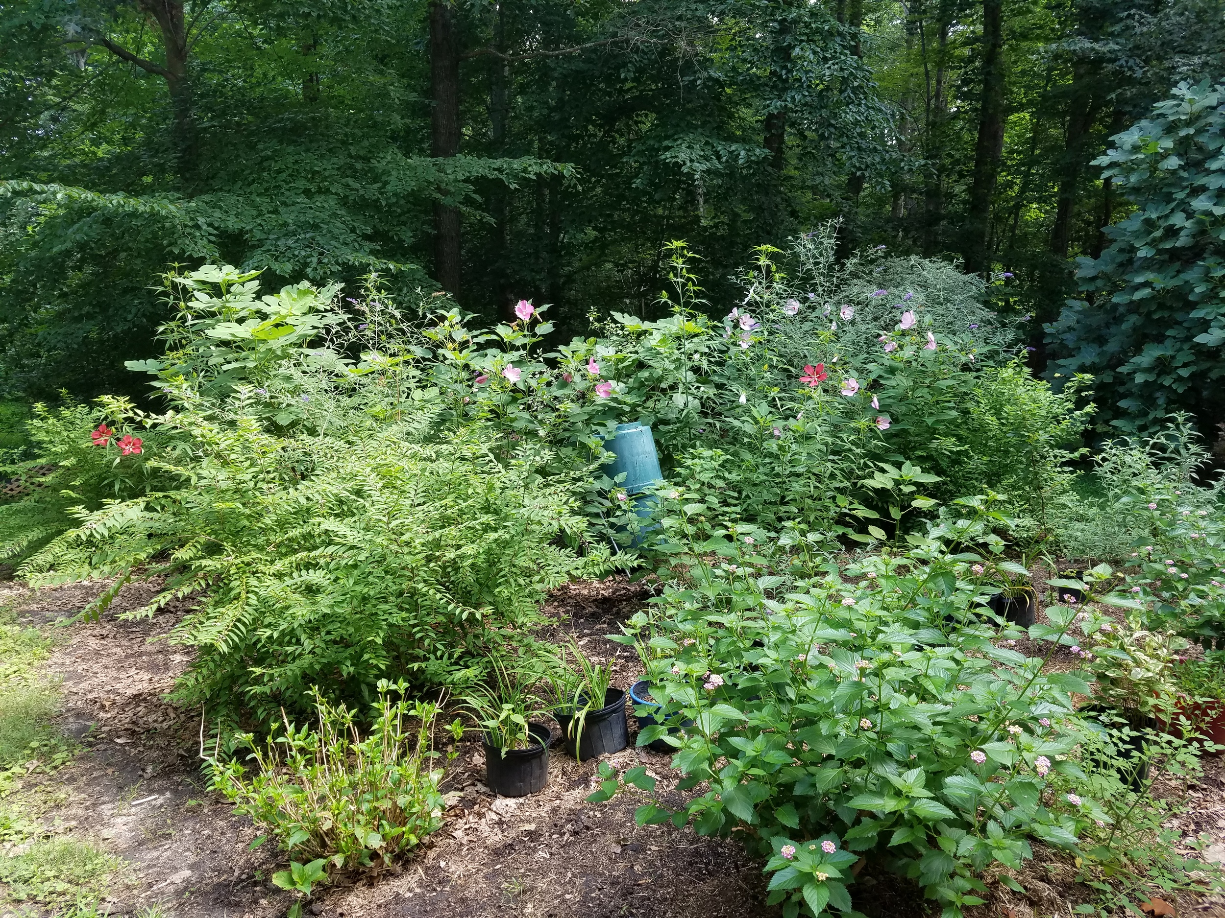 Our tumbler composter sits amidst a forest of hibiscus and buddleia