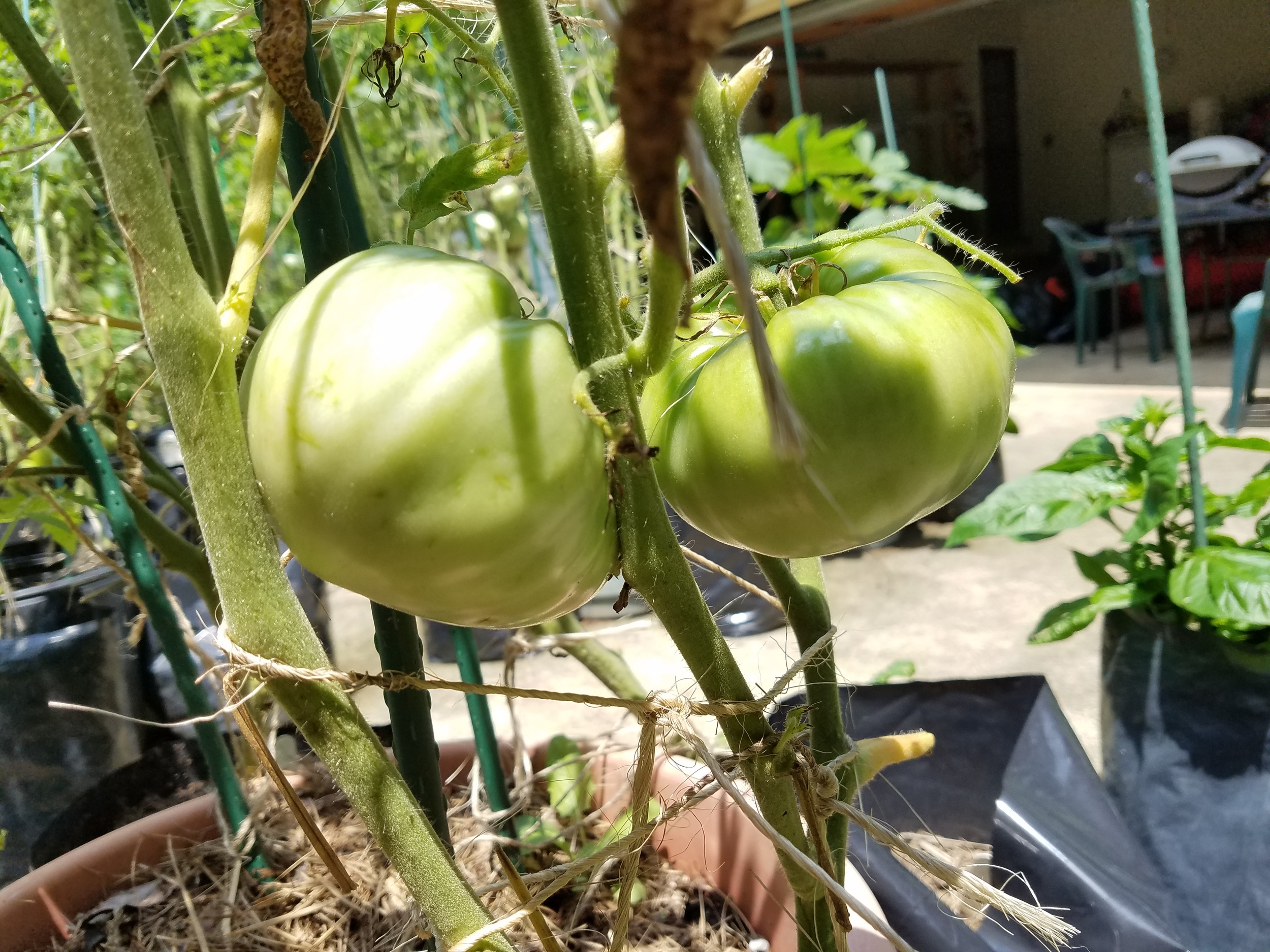 Lucky Cross - one pound fruit, a week away from ripe