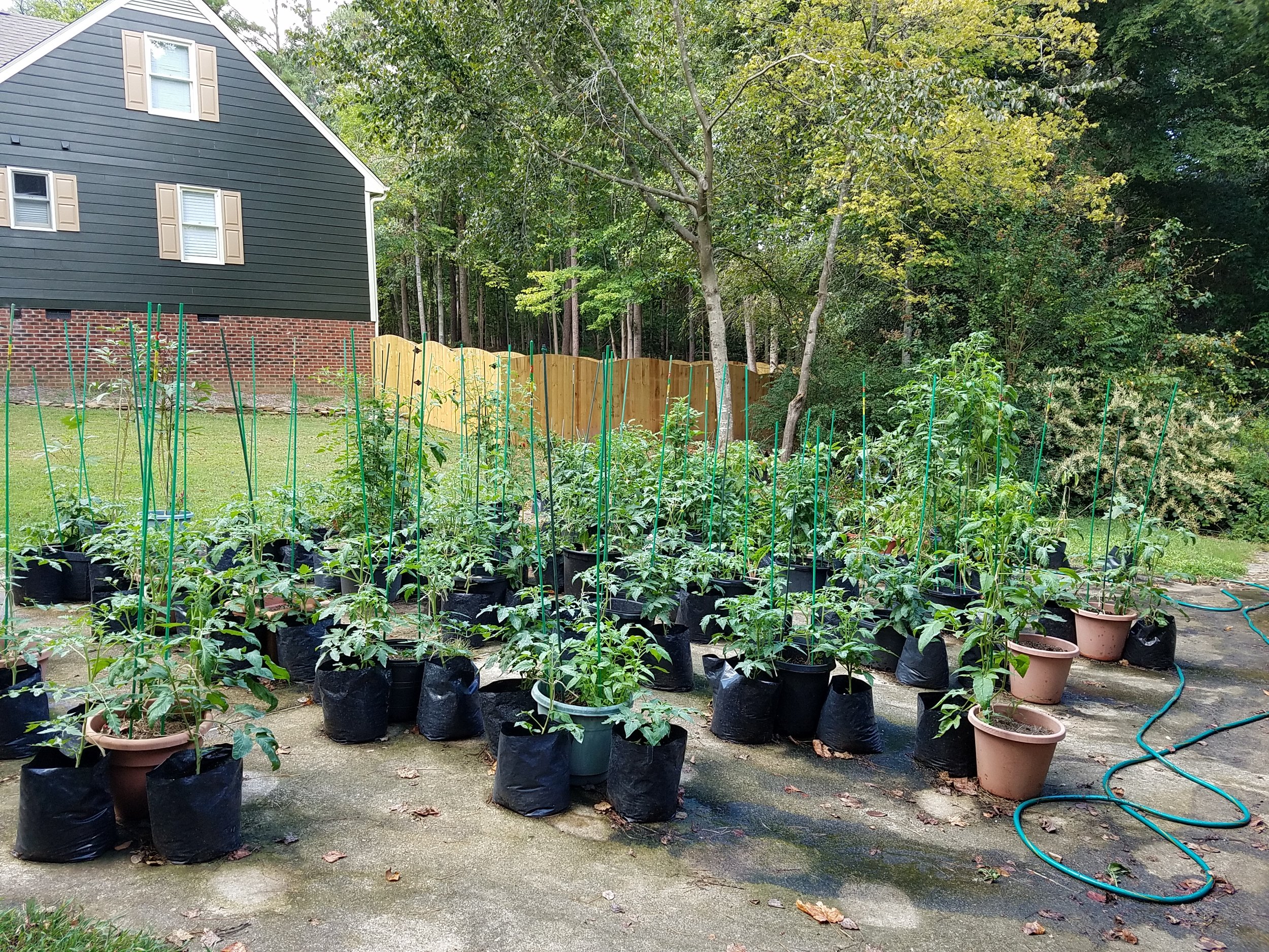 View of my late summer/fall 2016 garden - 76 tomato plants!