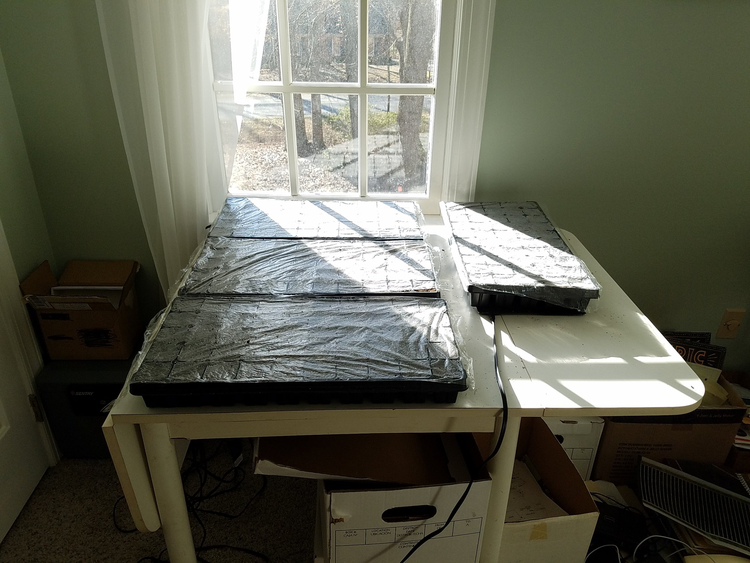 Seed flats of eggplants, peppers and tomatoes, Work done between Feb 11-15