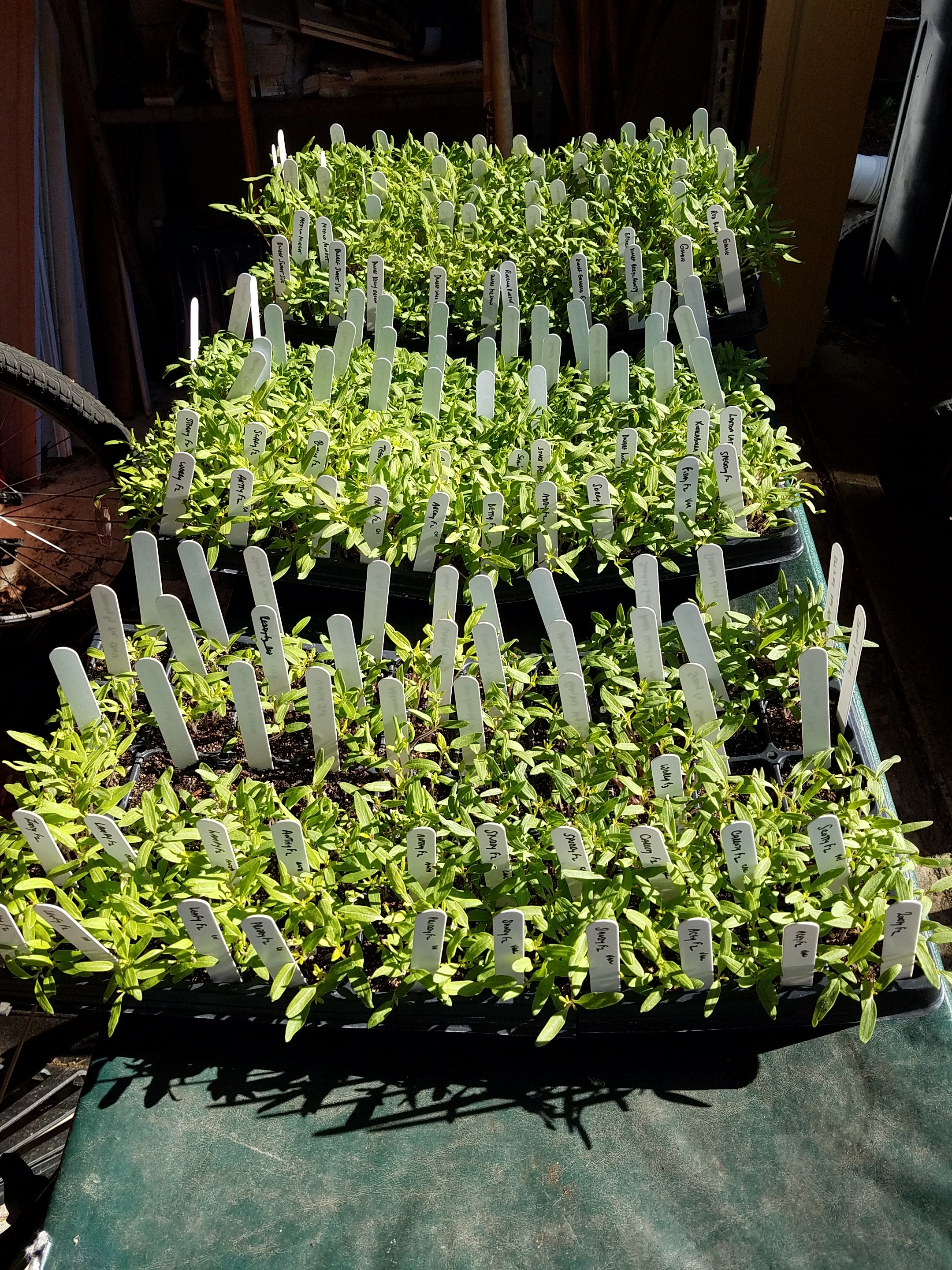 Three main flats of tomato seedlings getting sun, but out of a stiff, chilly breeze on March 3