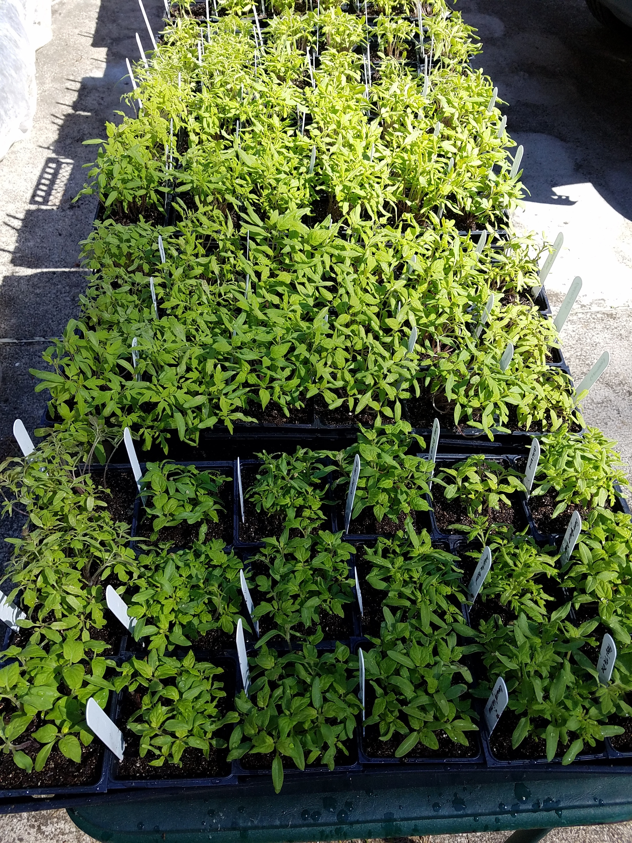 Seedlings ready for transplant, back in the sun on March 16