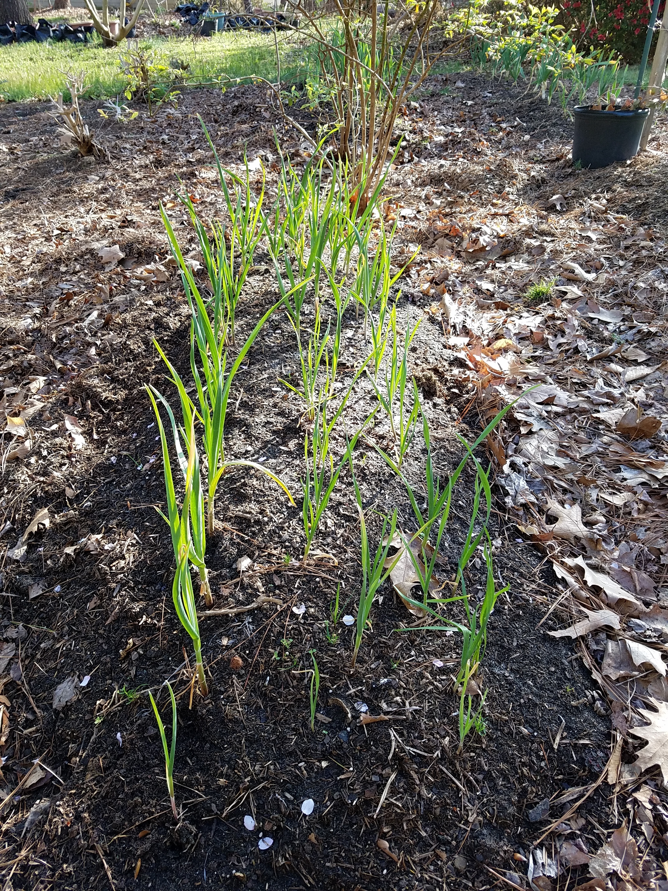 Happily growing garlic