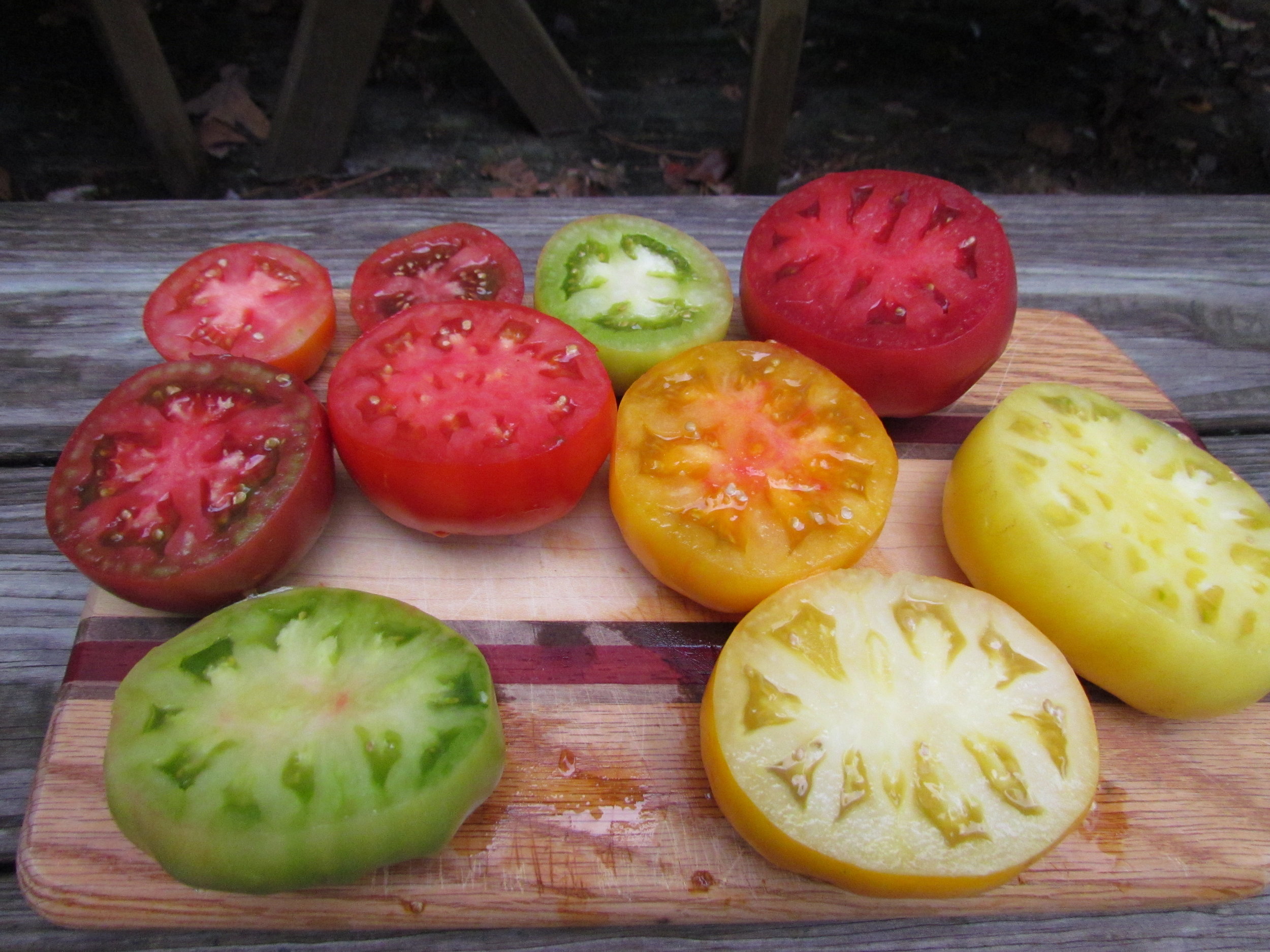 Cut samples of some of our new dwarf varieties. Big tomatoes, big flavor, lovely colors on 3-4 foot tall plants!