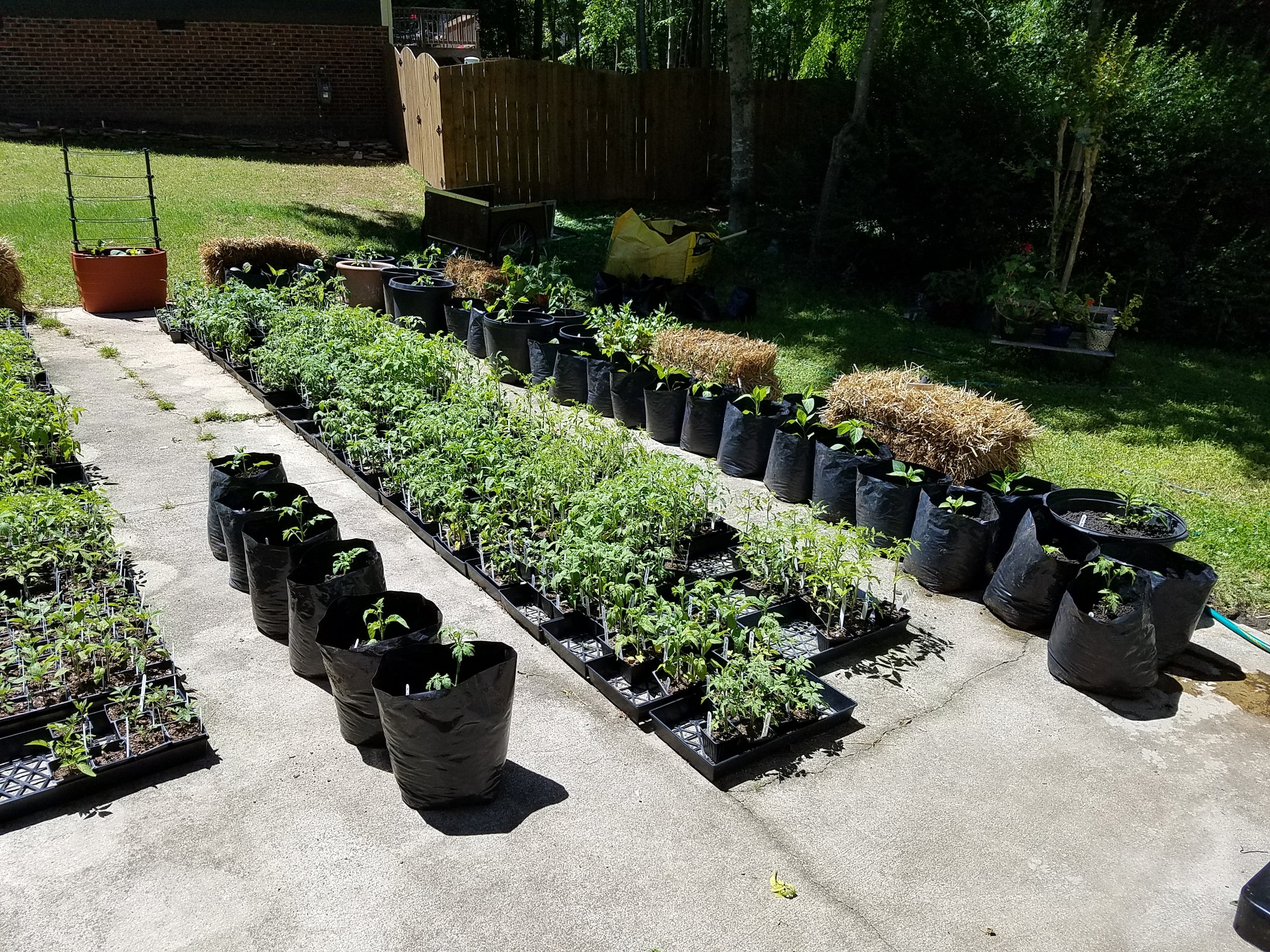 Driveway garden beginning to take shape
