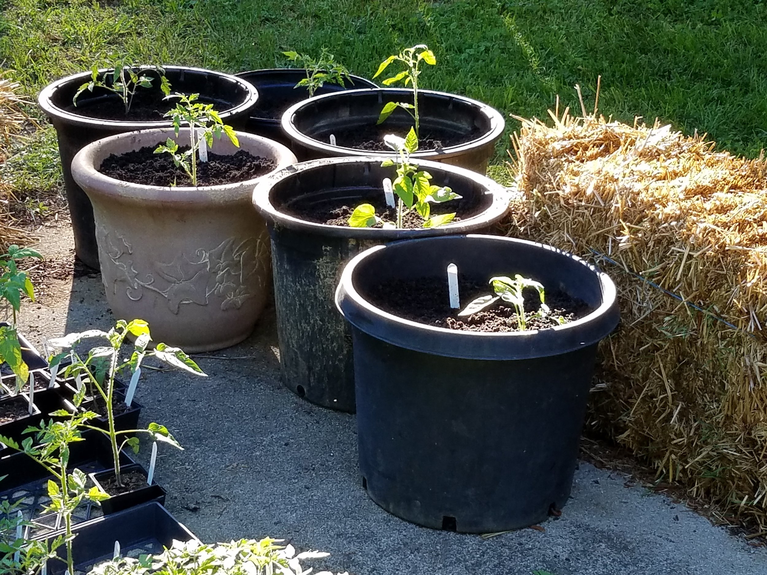Indeterminate tomatoes in 10 gallon containers
