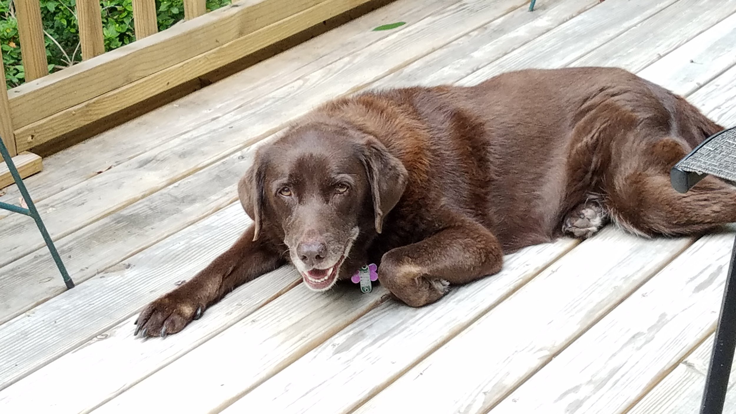 Mocha says "hello" - she spends most days with me while I work in my driveway garden...and will be celebrating her 13th birthday soon!