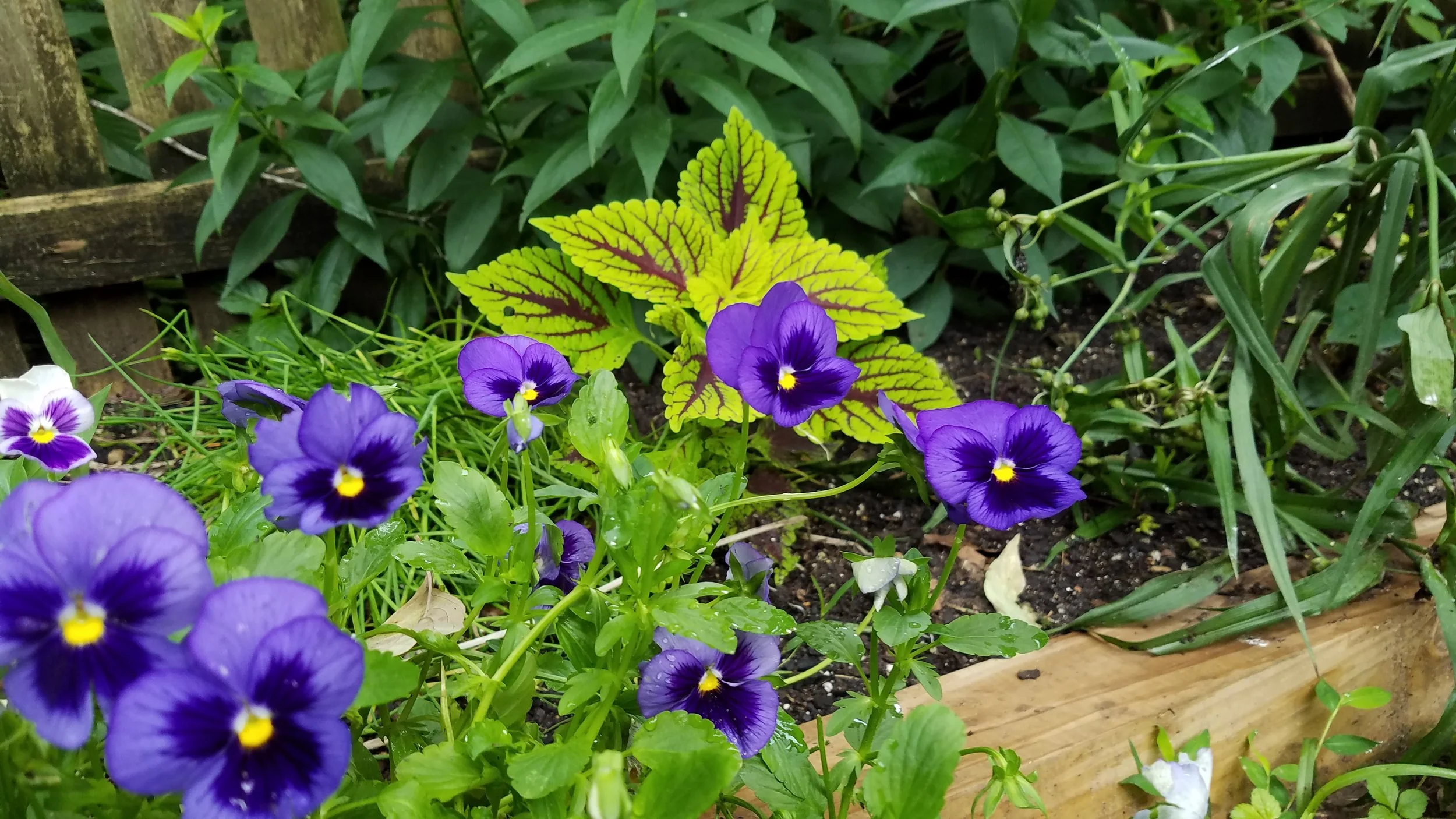 Garden color
