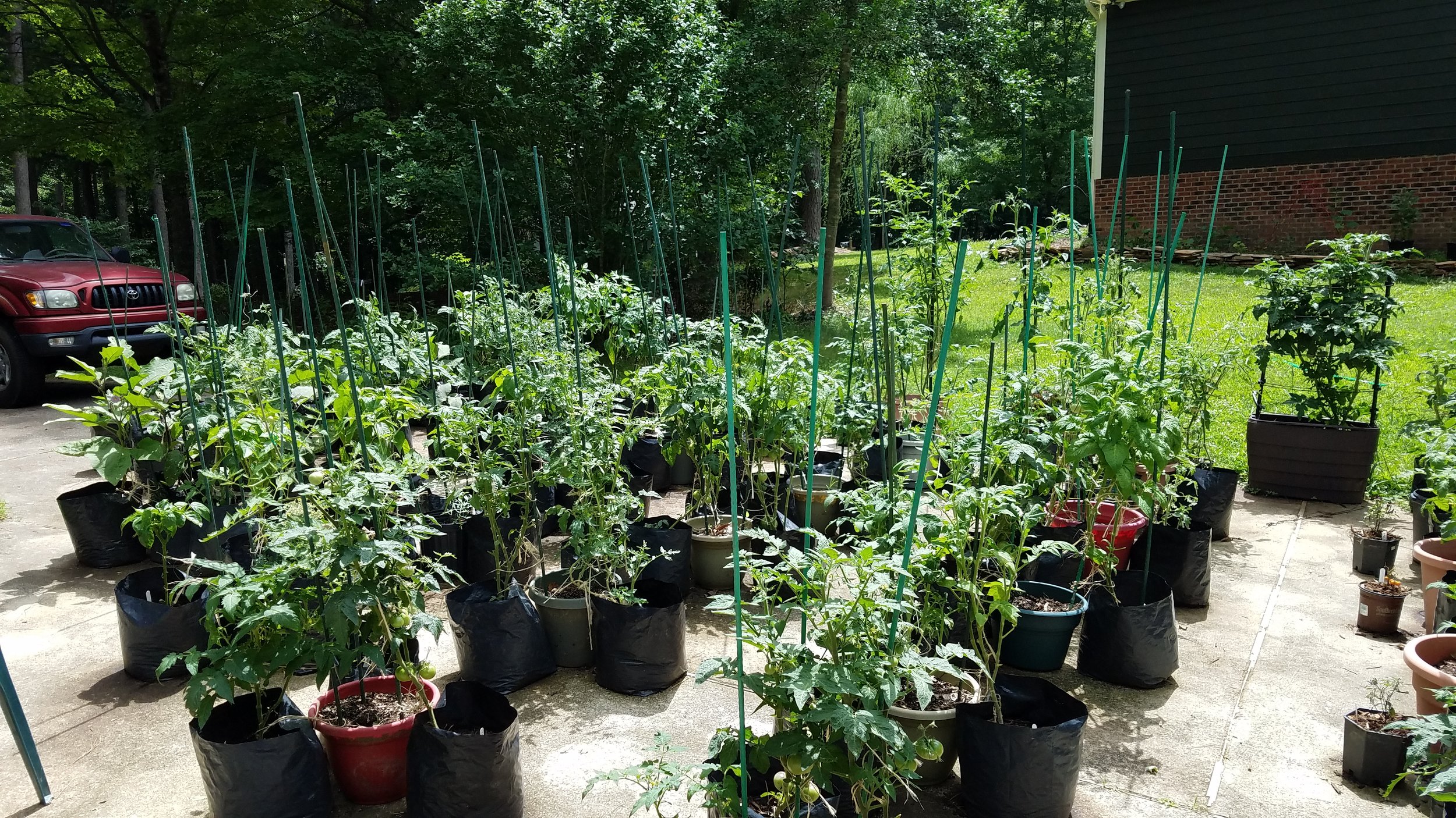 Front of the driveway garden