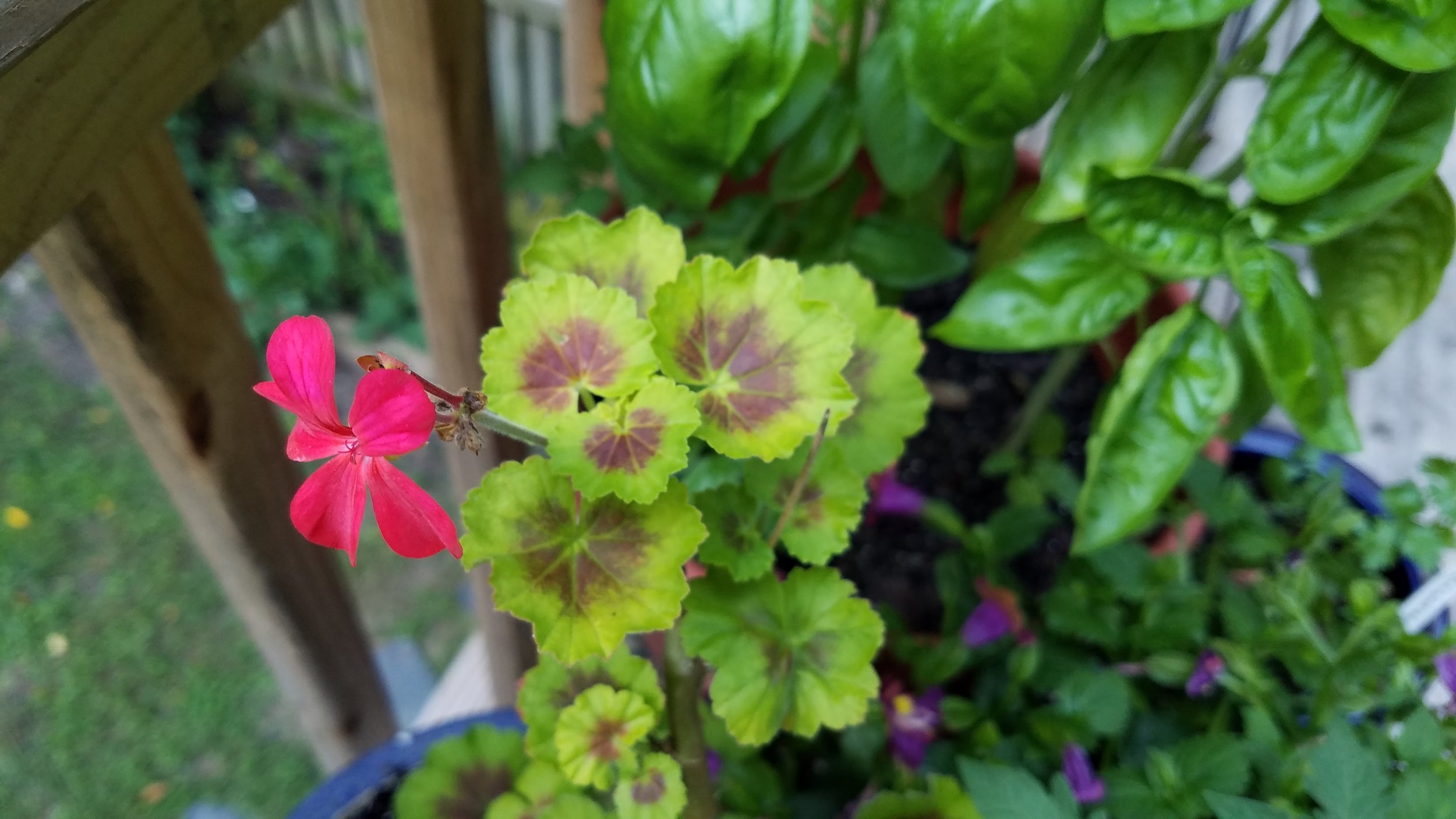 Back deck geranium