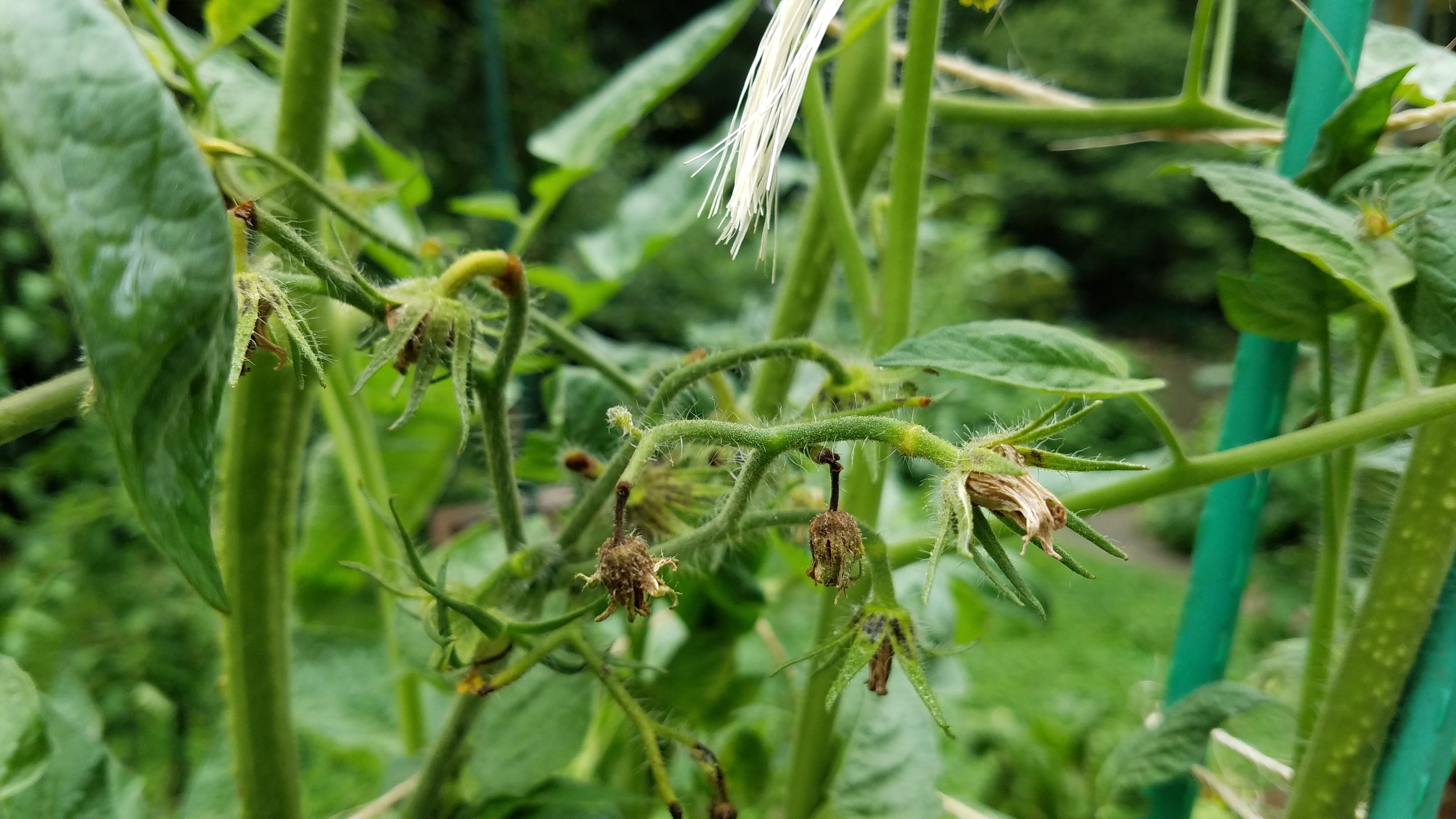 Blossoms on one of my large fruited heirlooms that are dropping, rather than setting fruit; pollination did not occur