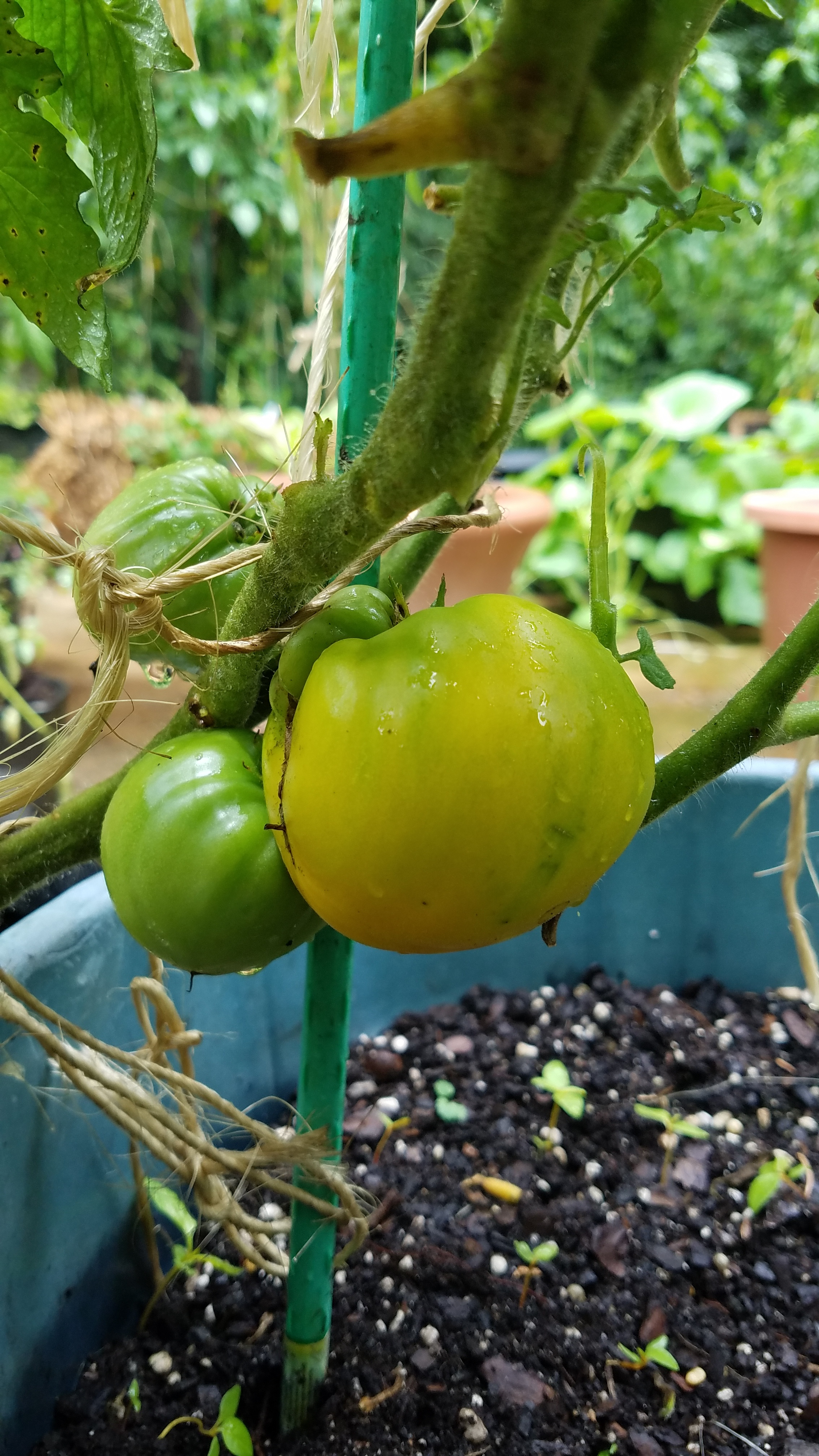 Dwarf Lemon Lime Heart nearly ripe (I think....final color is not yet fixed, and we are not at stability of this new variety yet)