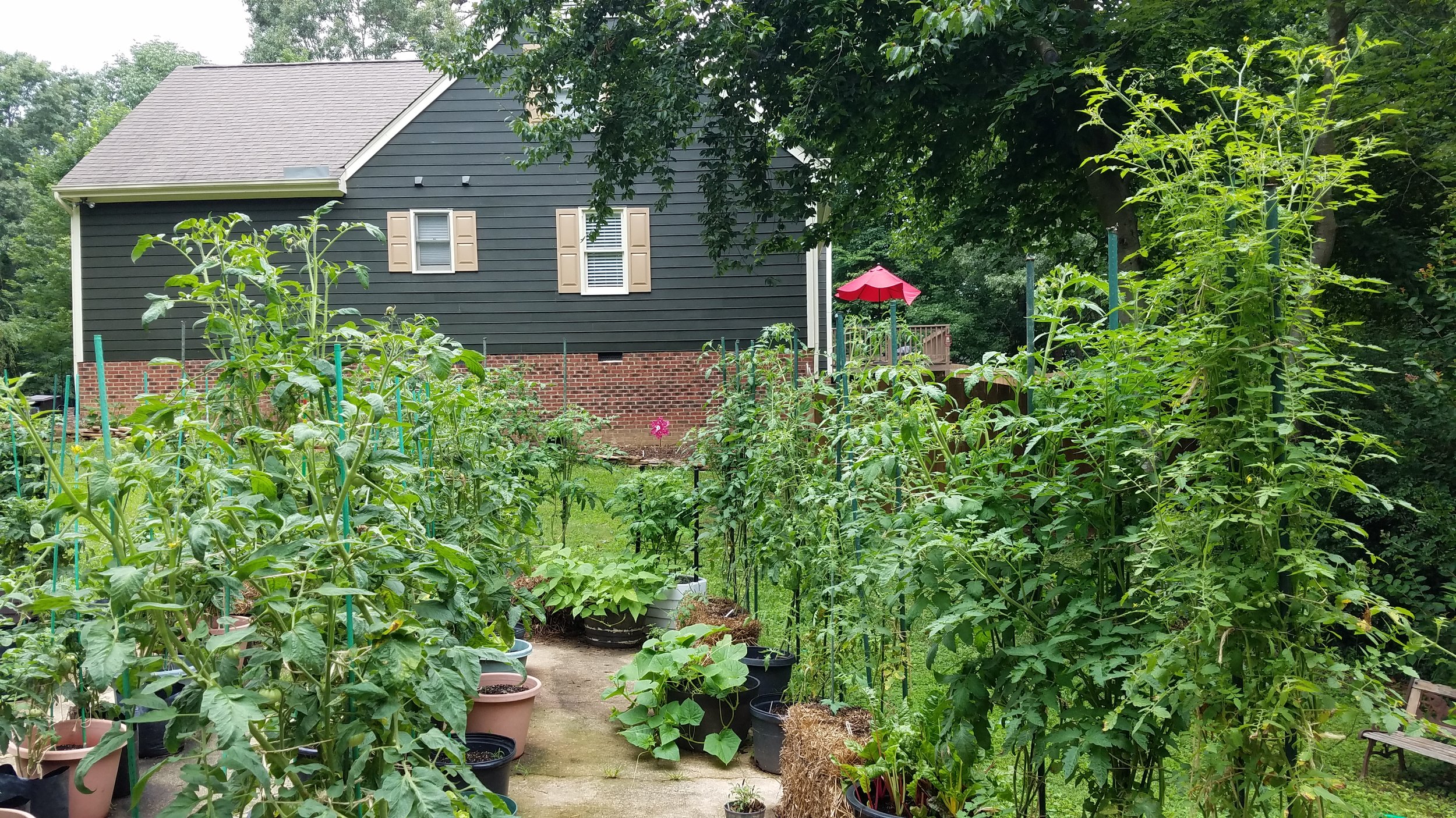 These two rows, my indeterminate varieties, are nearing or over the top of the stakes; it is time to top some of them - see the text in this section for an explanation
