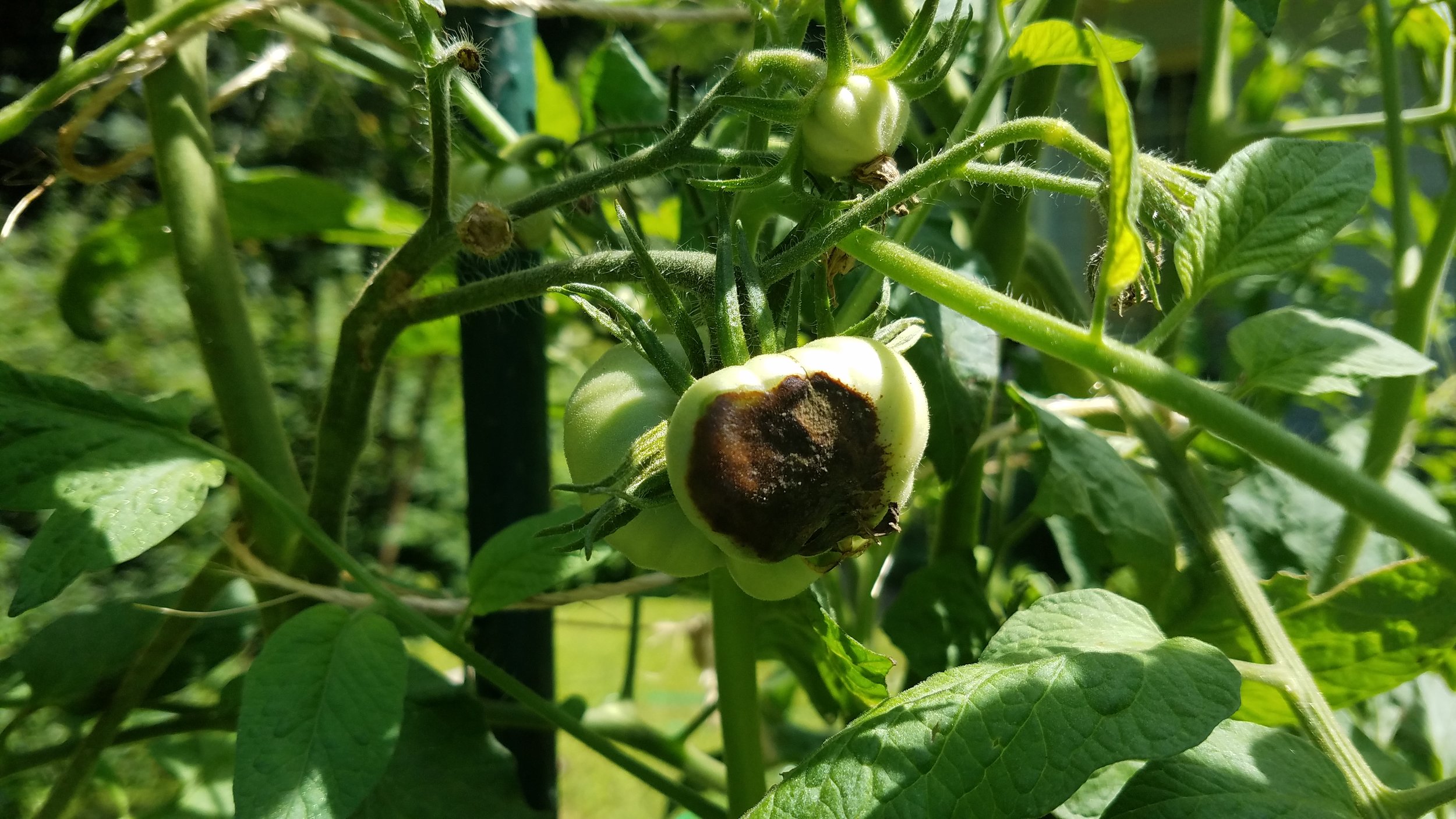 blossom end rot on a small developing tomato