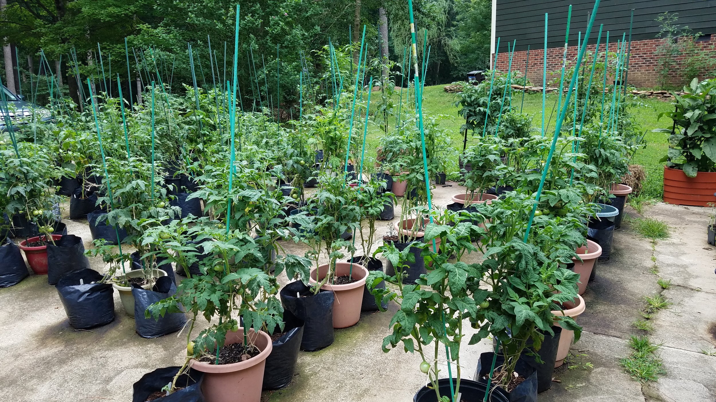 Two rows of the released dwarf tomatoes discussed in this blog