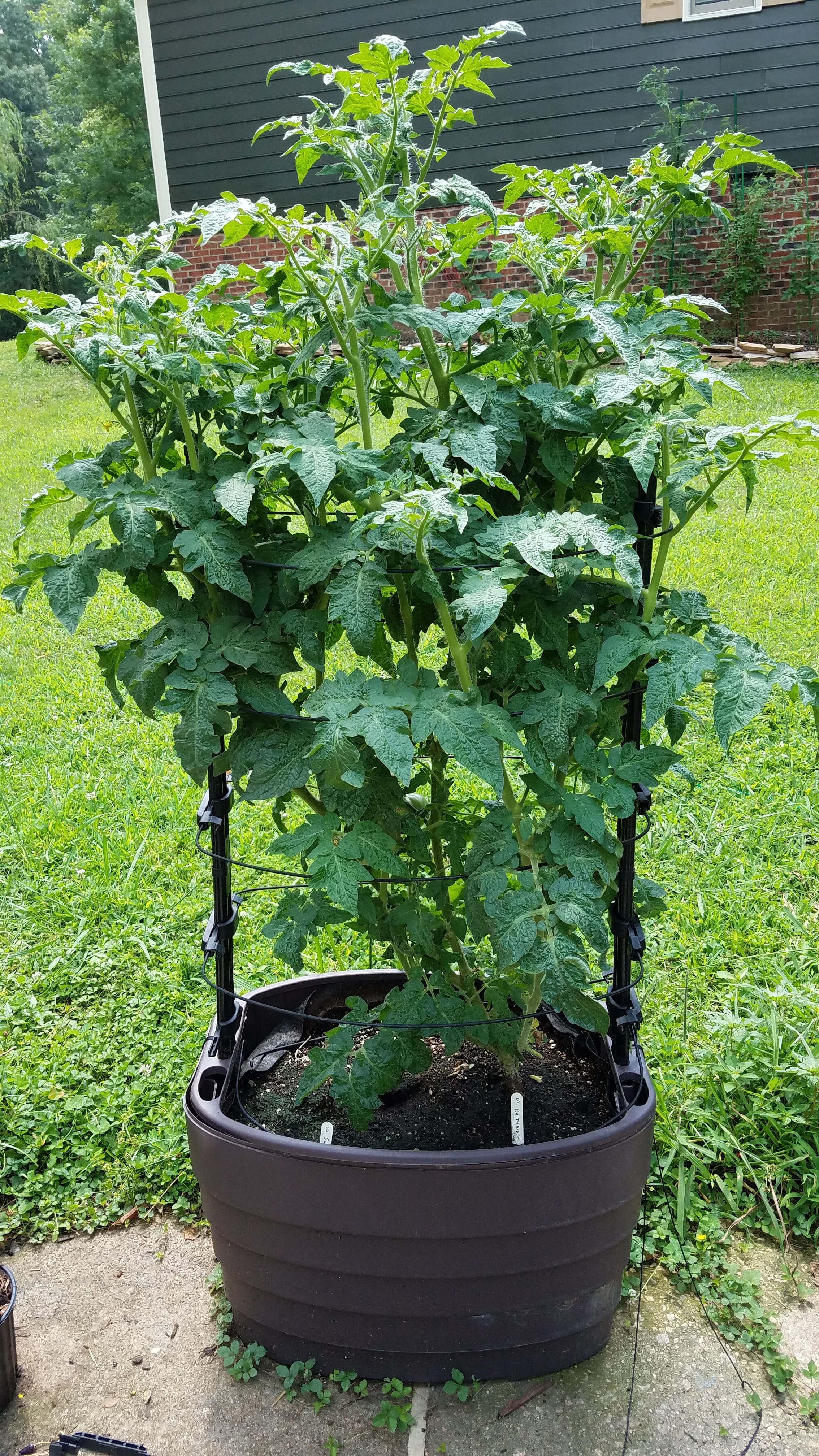 One single Dwarf Caitydid in the special planter