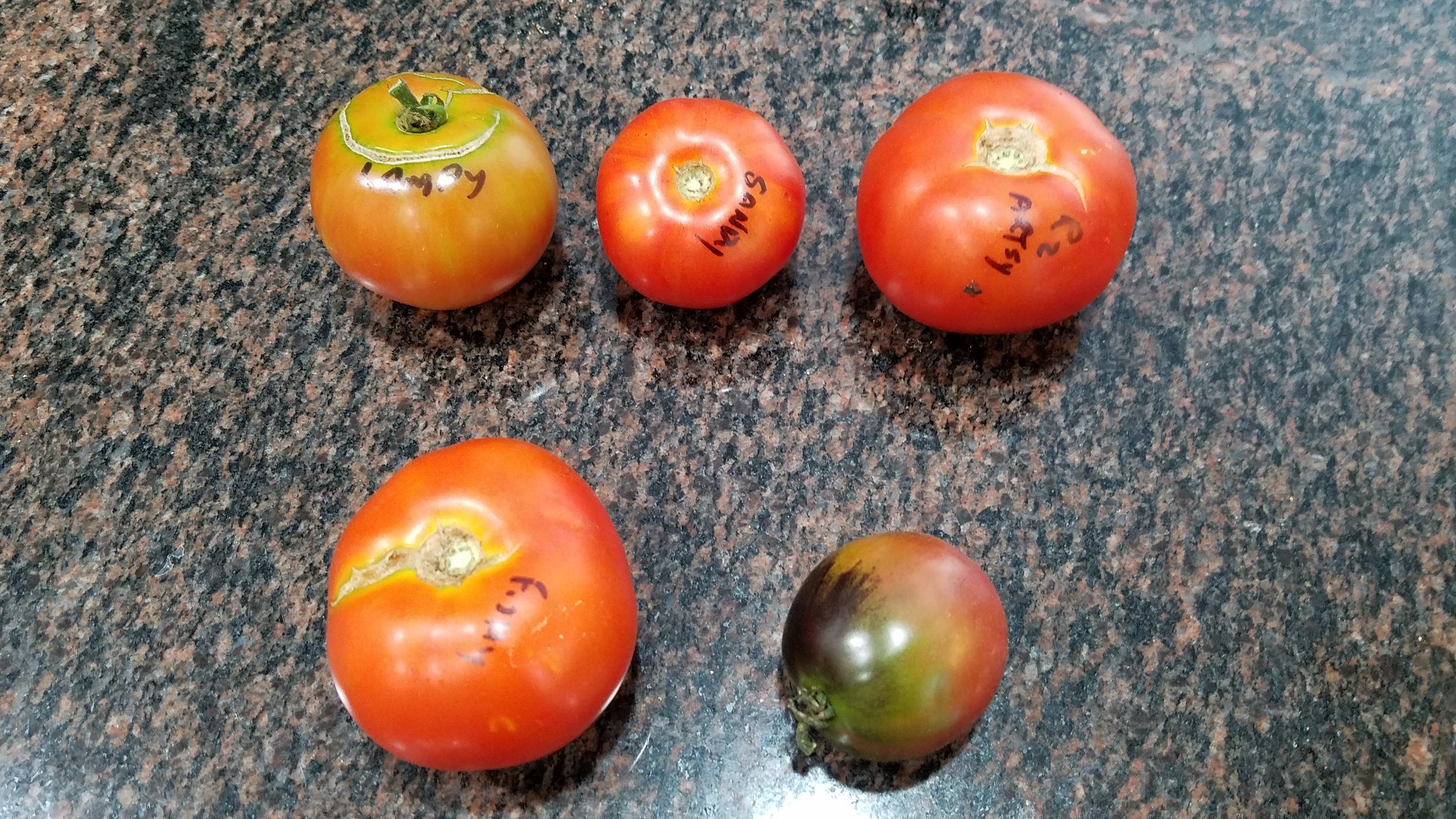Ripe fruit - the red striped Lampy, Sandy, Artsy - then Fishy and the puple Anthy